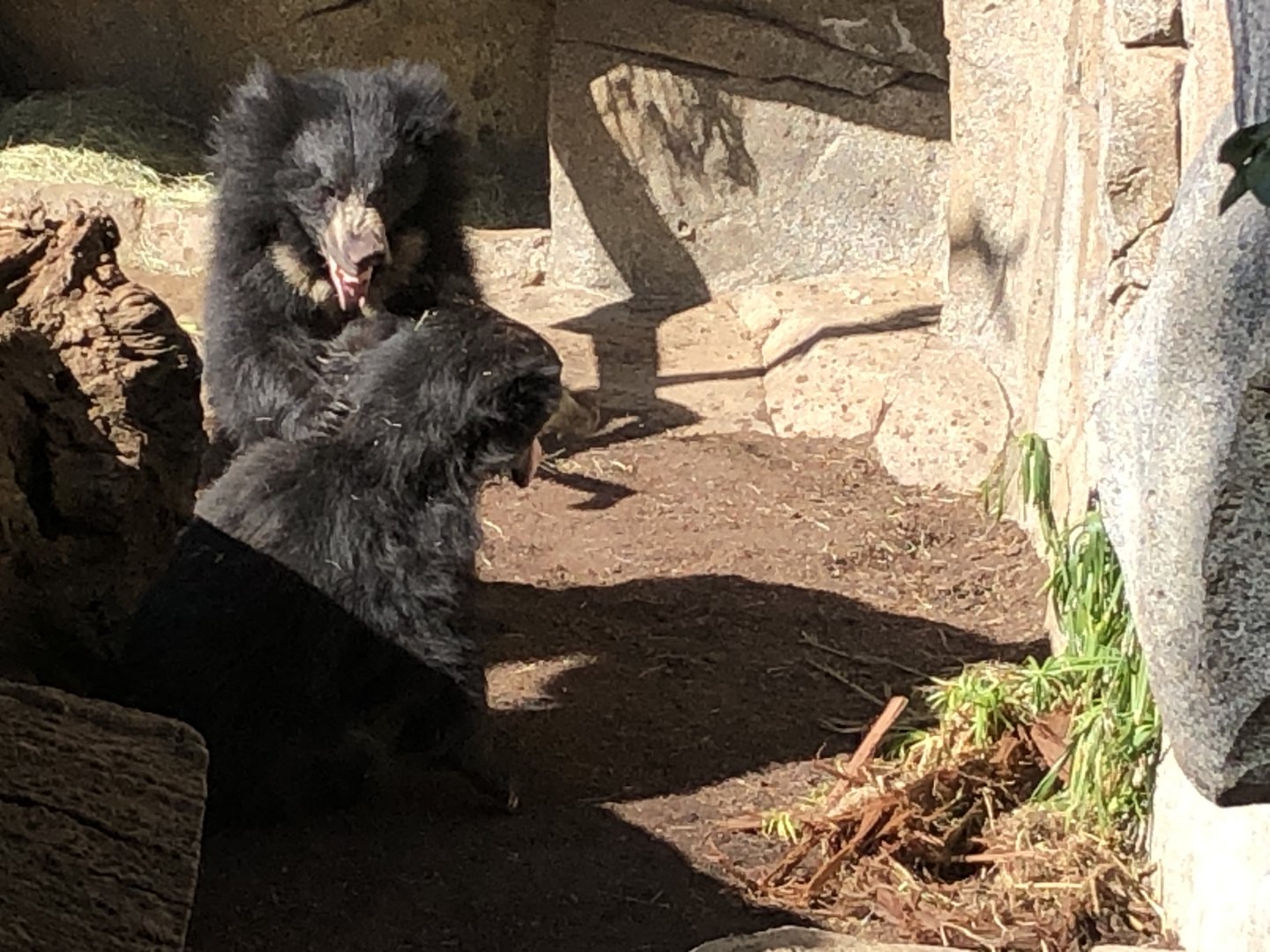 Sloth bear brawl