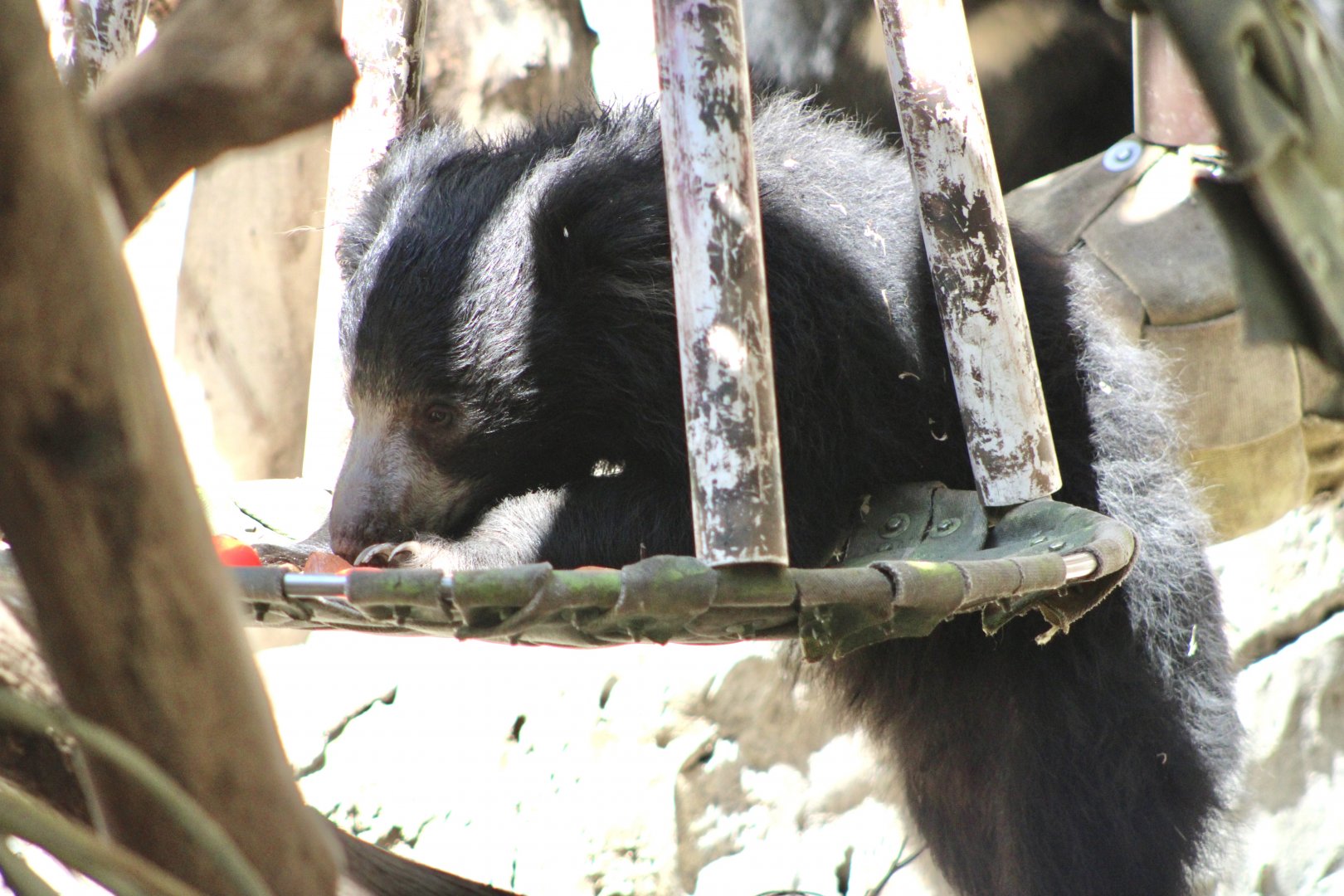 Sloth Bear Cub (Melursus ursinus ssp.)
