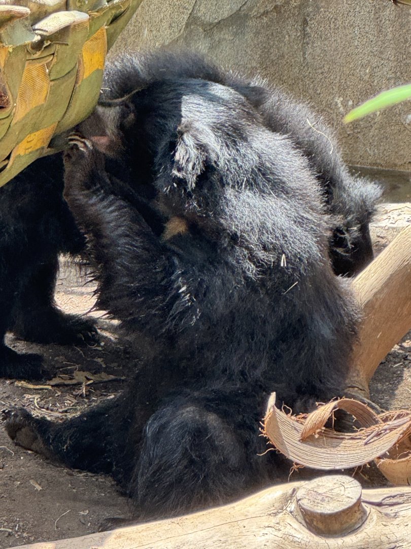 Sloth Bear Cub
