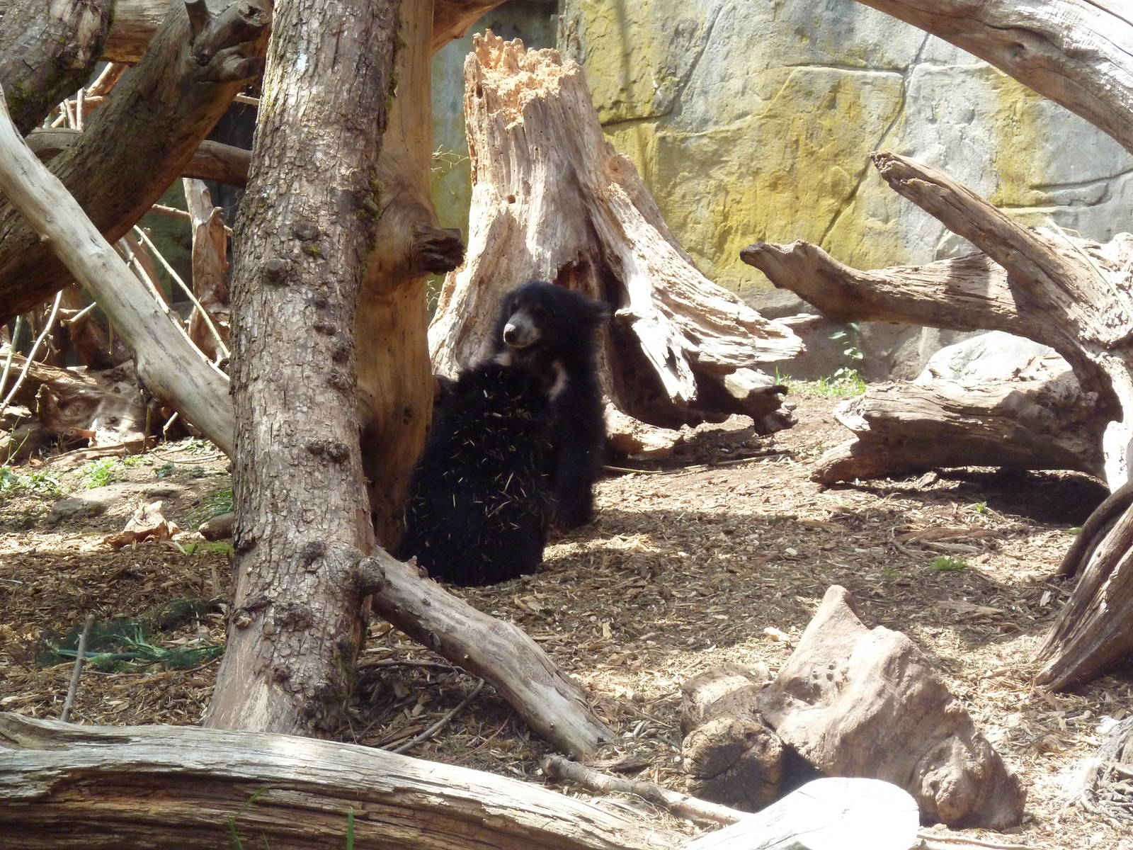 Sloth Bear Cubs - 6 Month-Old Twins