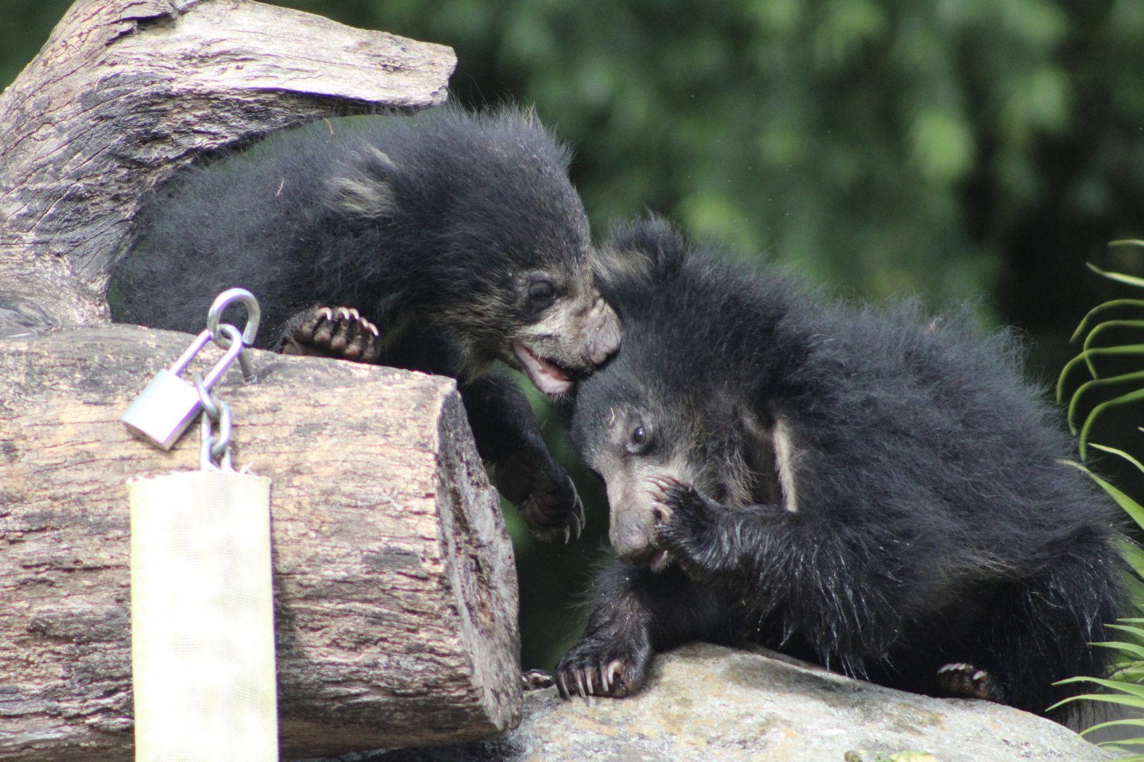 Sloth Bear Cubs (Melursus ursinus)