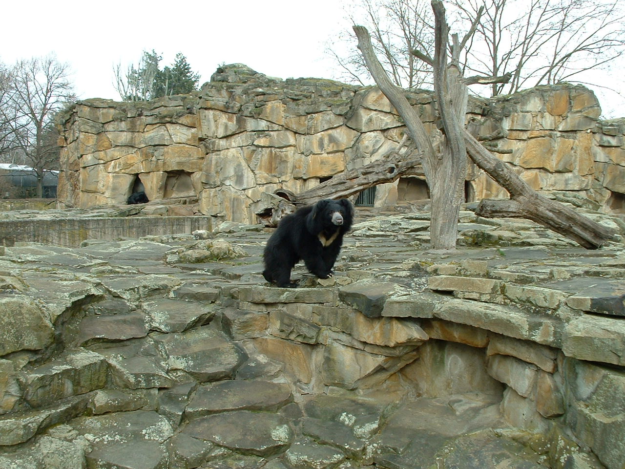 Sloth Bear Enclosure