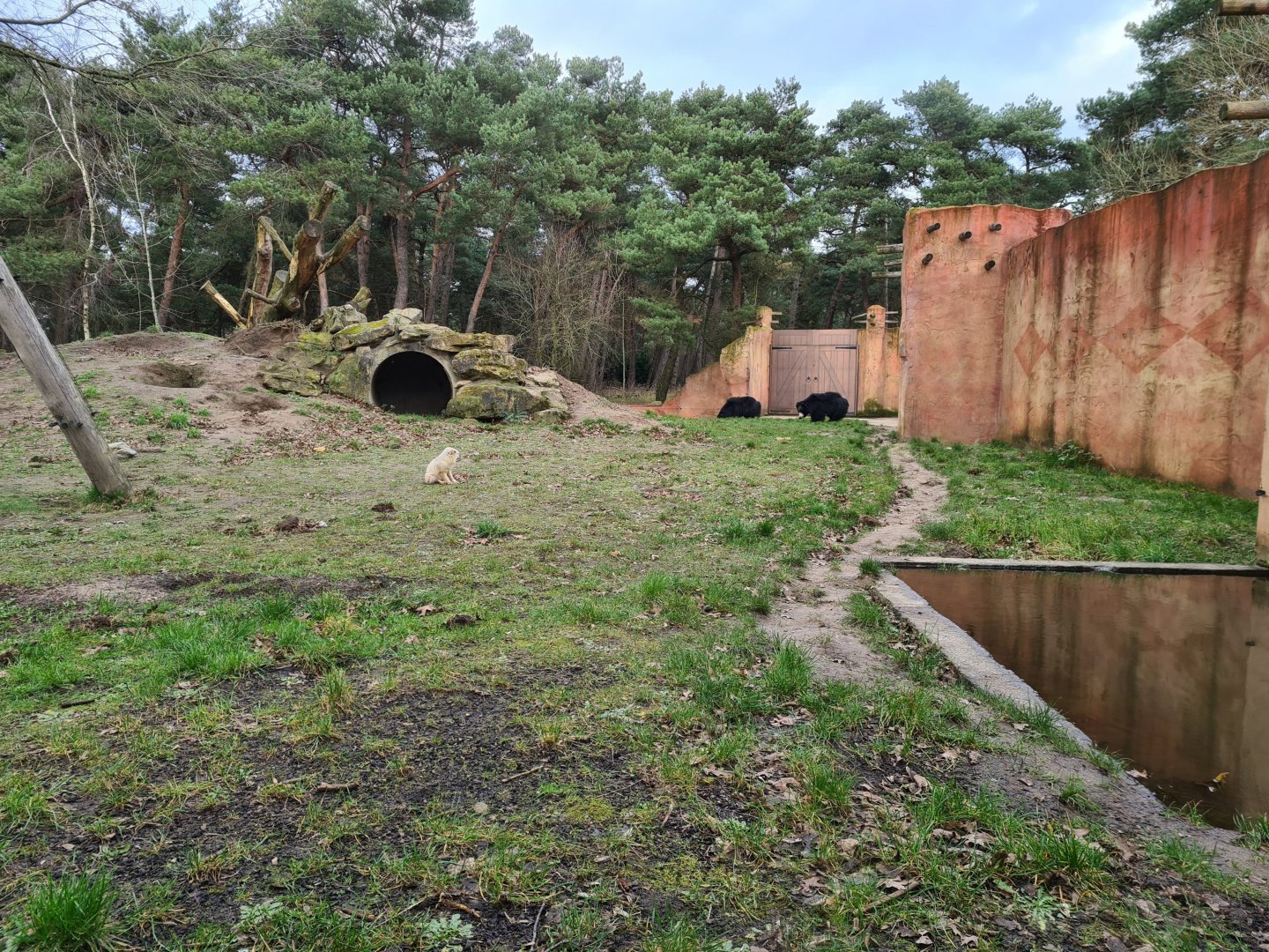 Sloth bear enclosure
