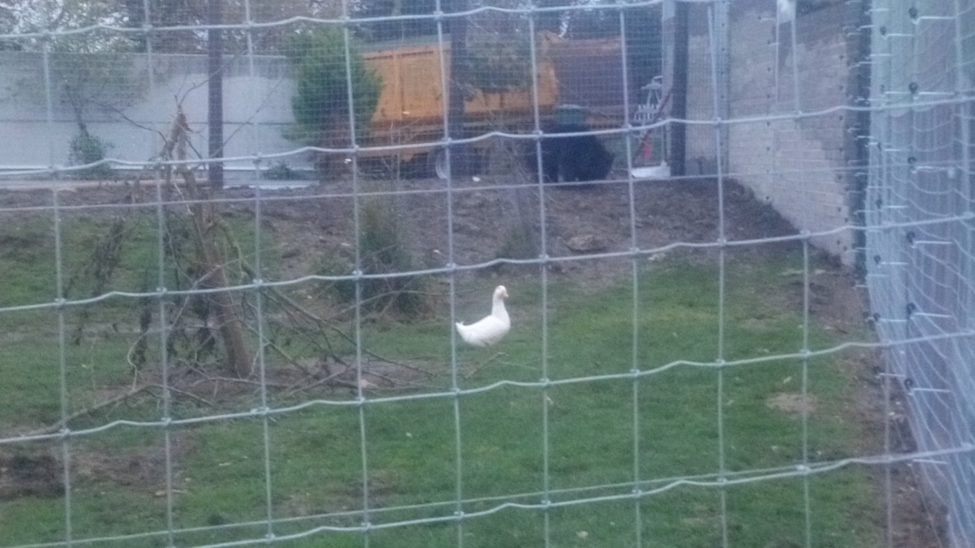 Sloth bear enrichment? 11/12/21