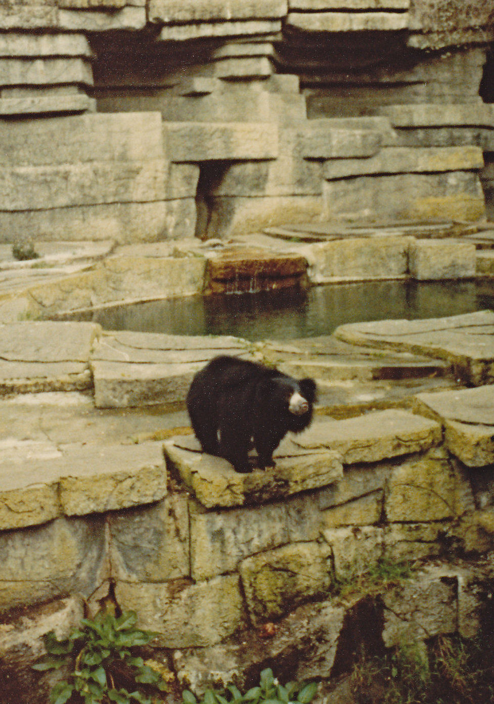 Sloth Bear exhibit - 1981
