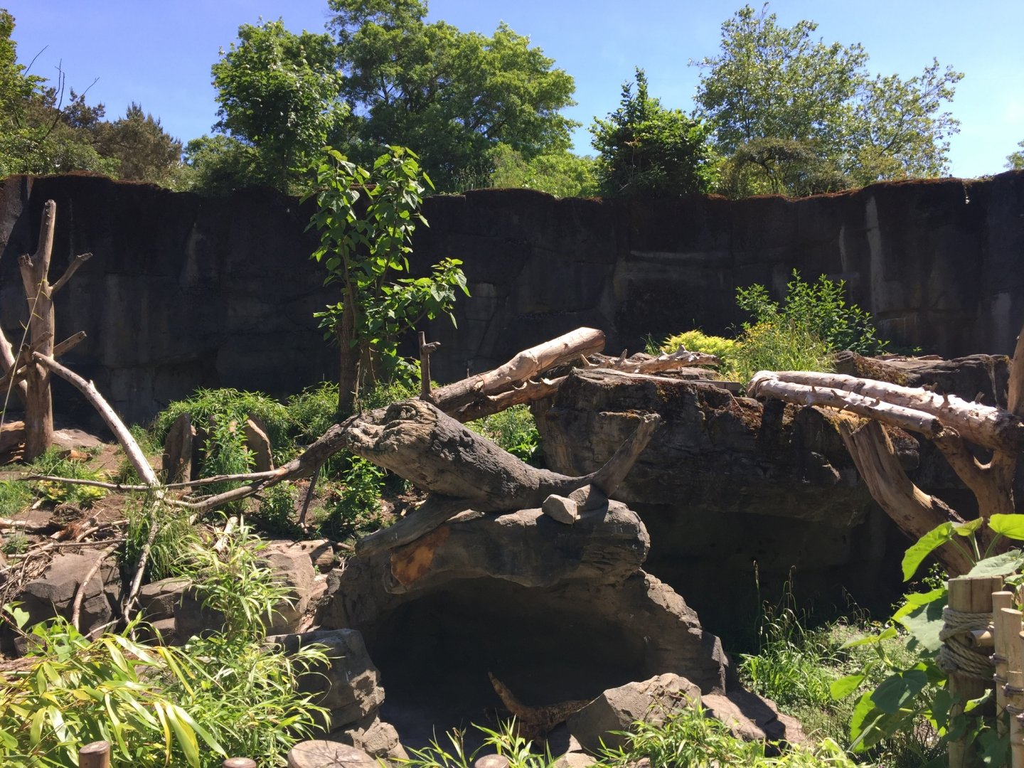 Sloth Bear Exhibit #2