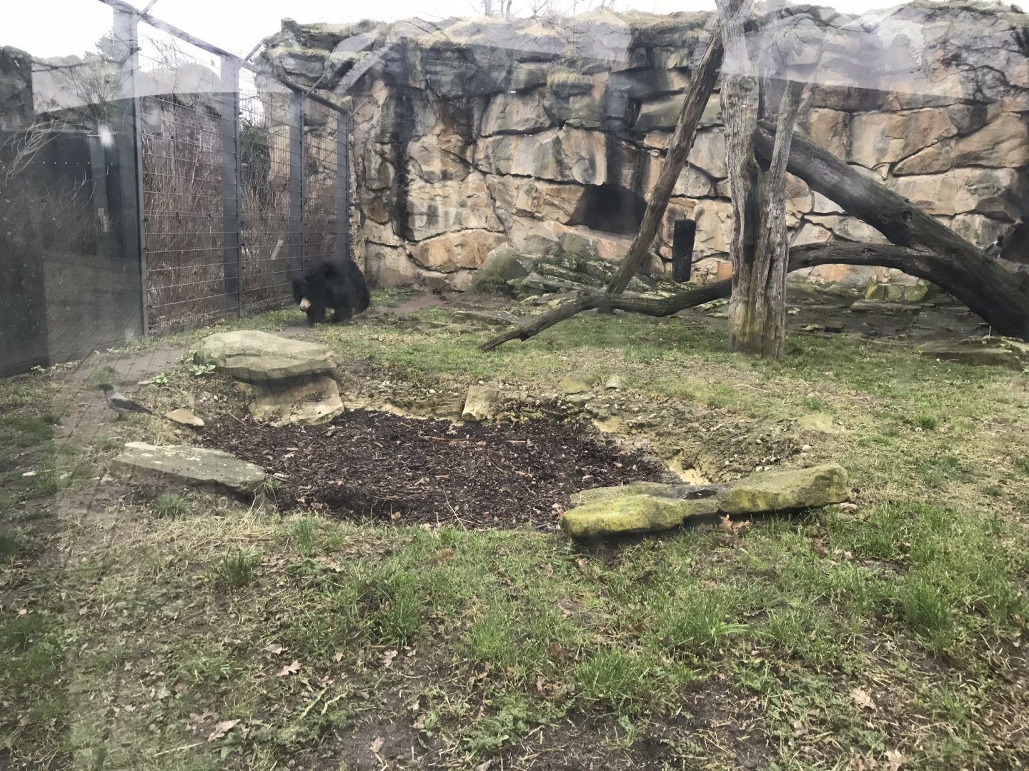 Sloth bear exhibit 290118