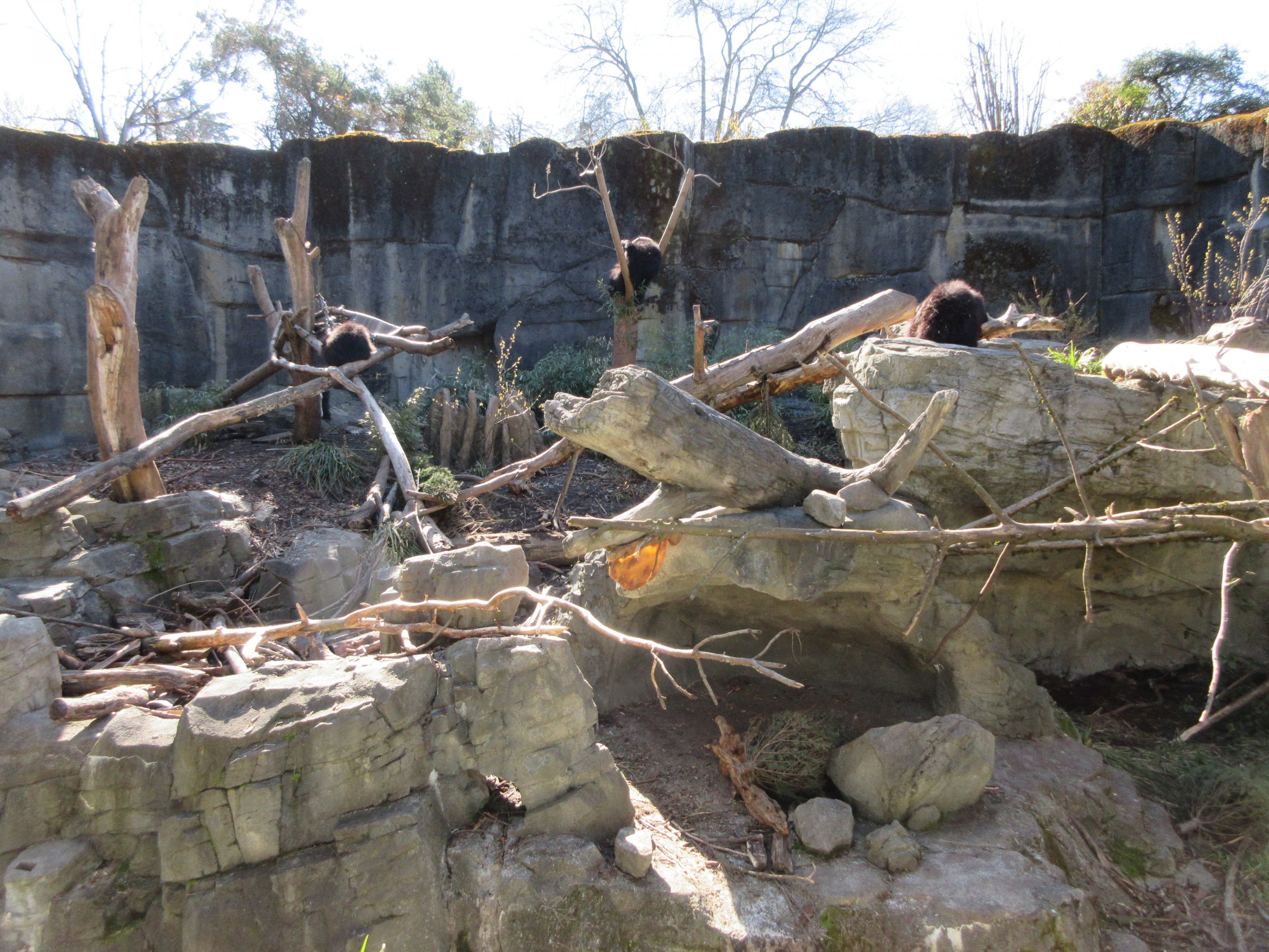 Sloth Bear Exhibit (a trio of bears)