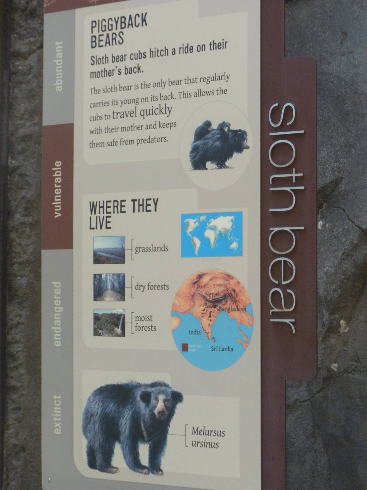 Sloth Bear Exhibit  [Asia Trail]
