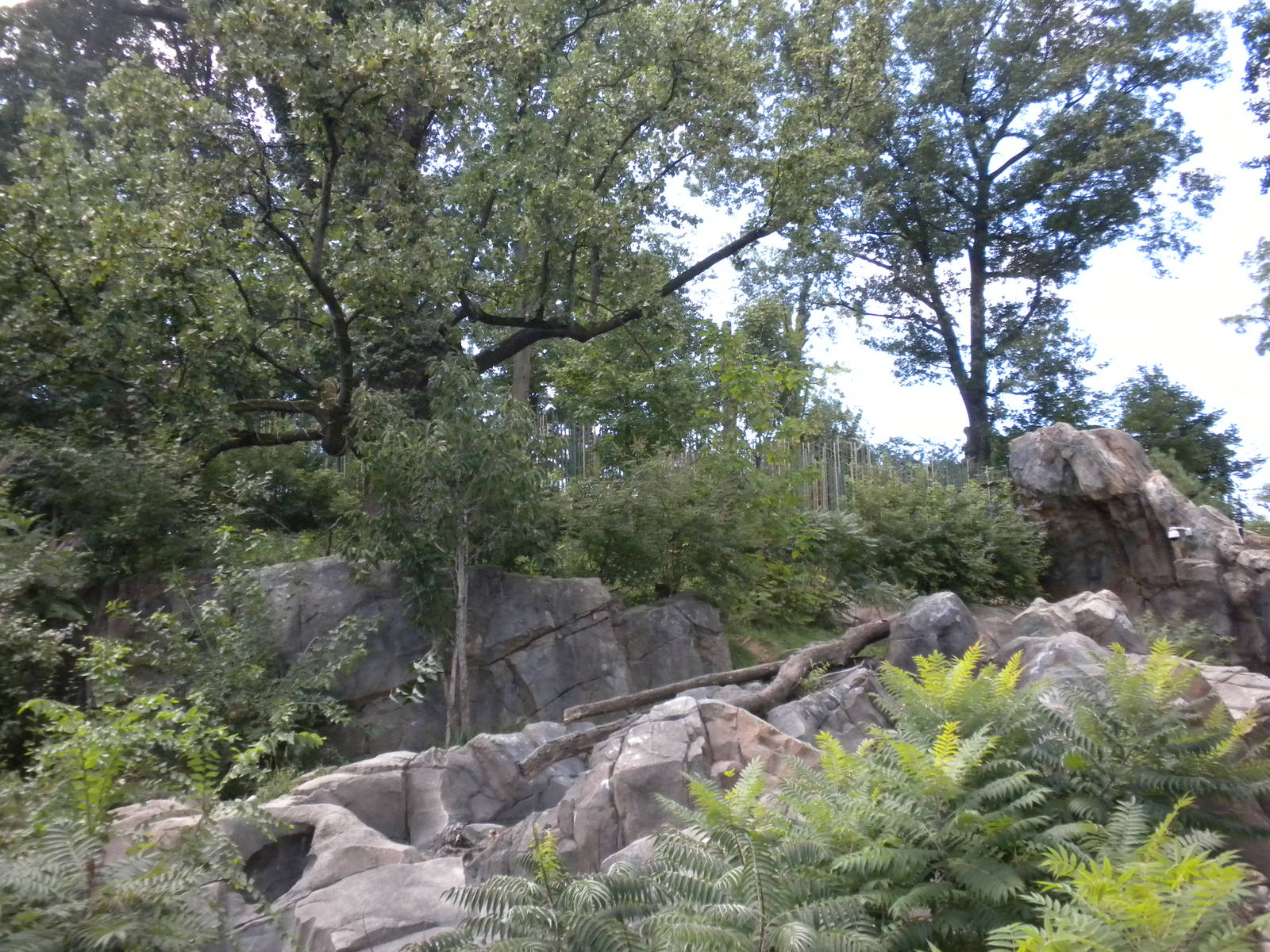 Sloth Bear Exhibit  [Asia Trail]