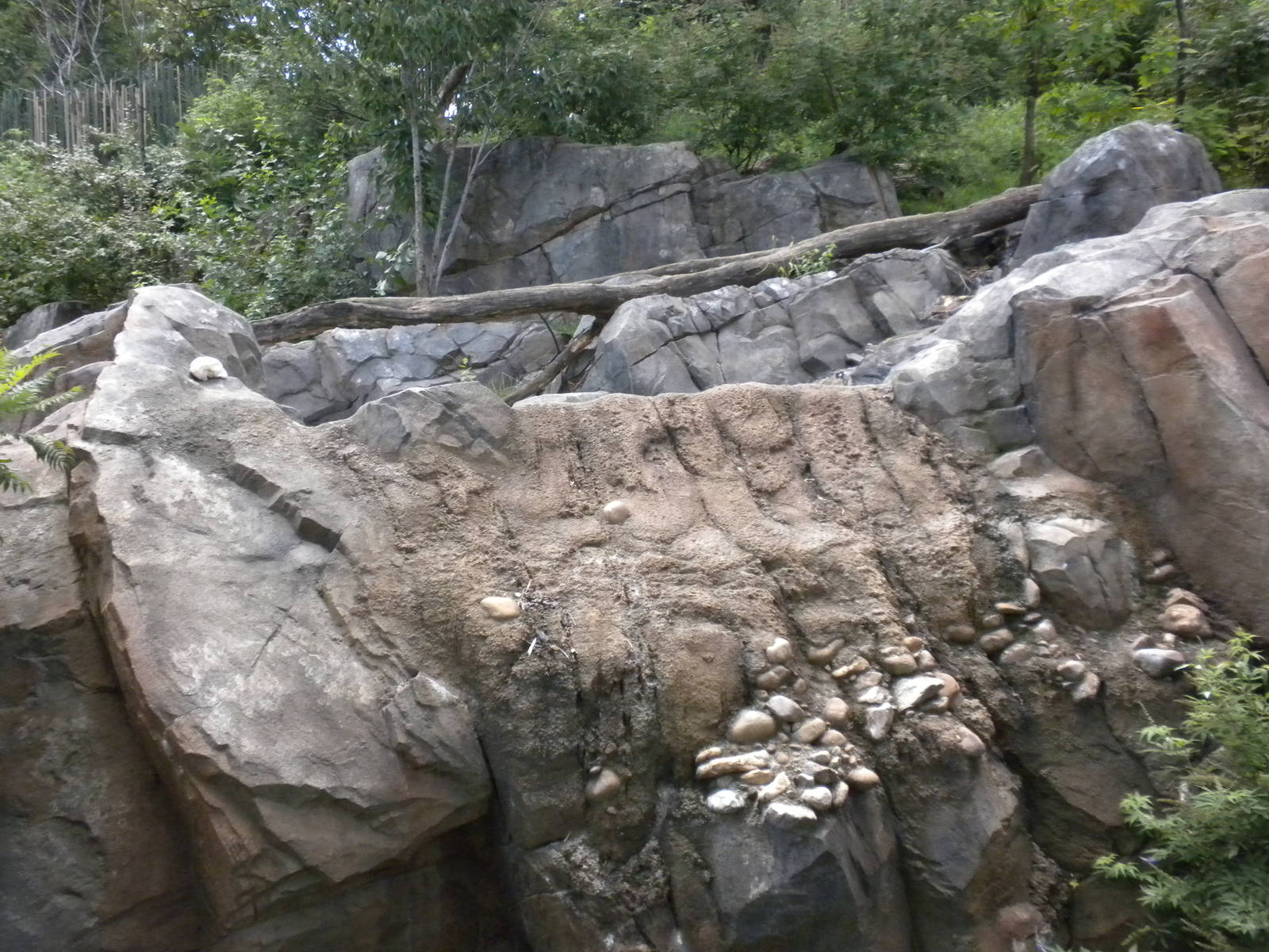 Sloth Bear Exhibit  [Asia Trail]