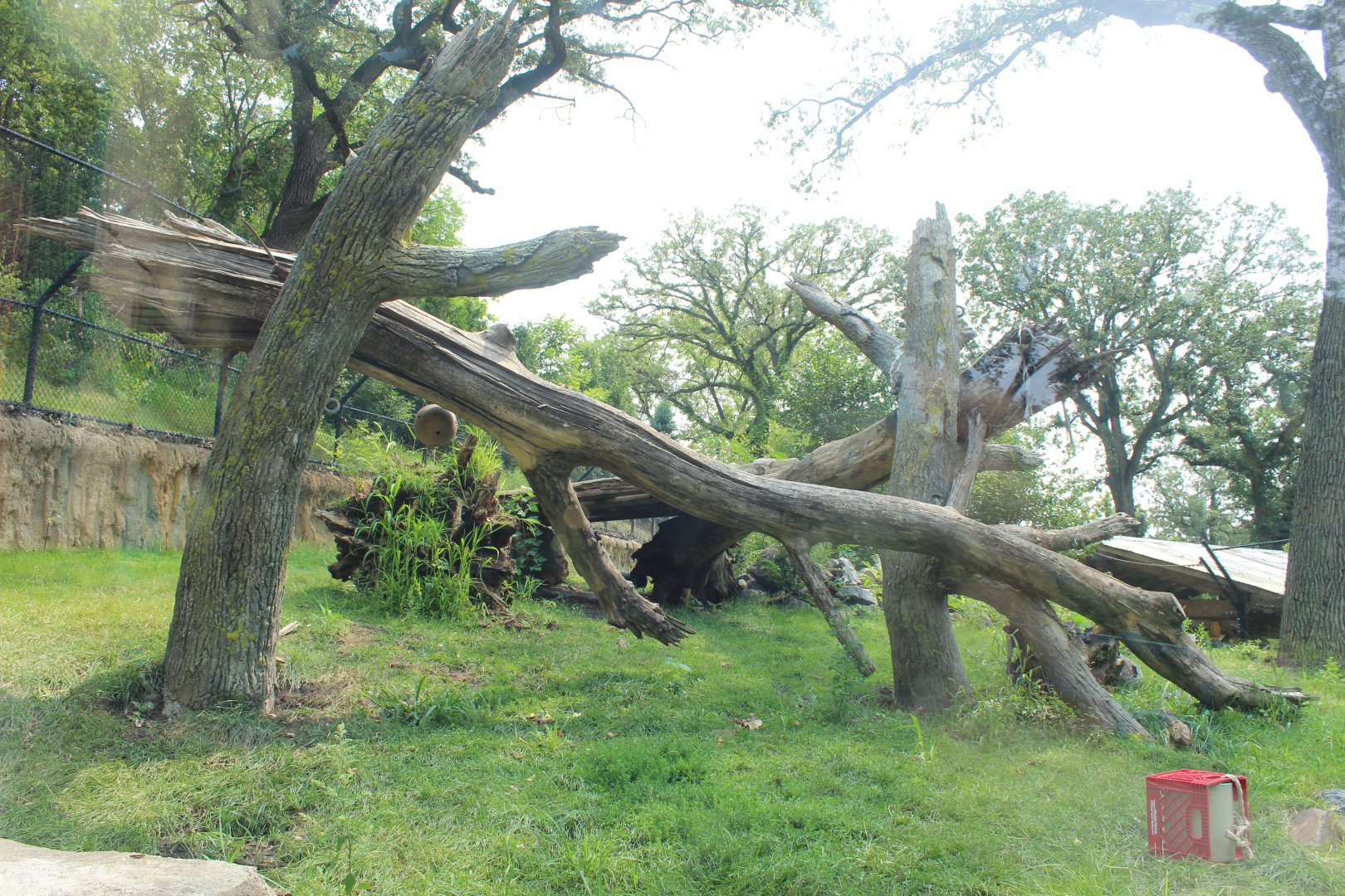 Sloth Bear Exhibit - Asian Highlands