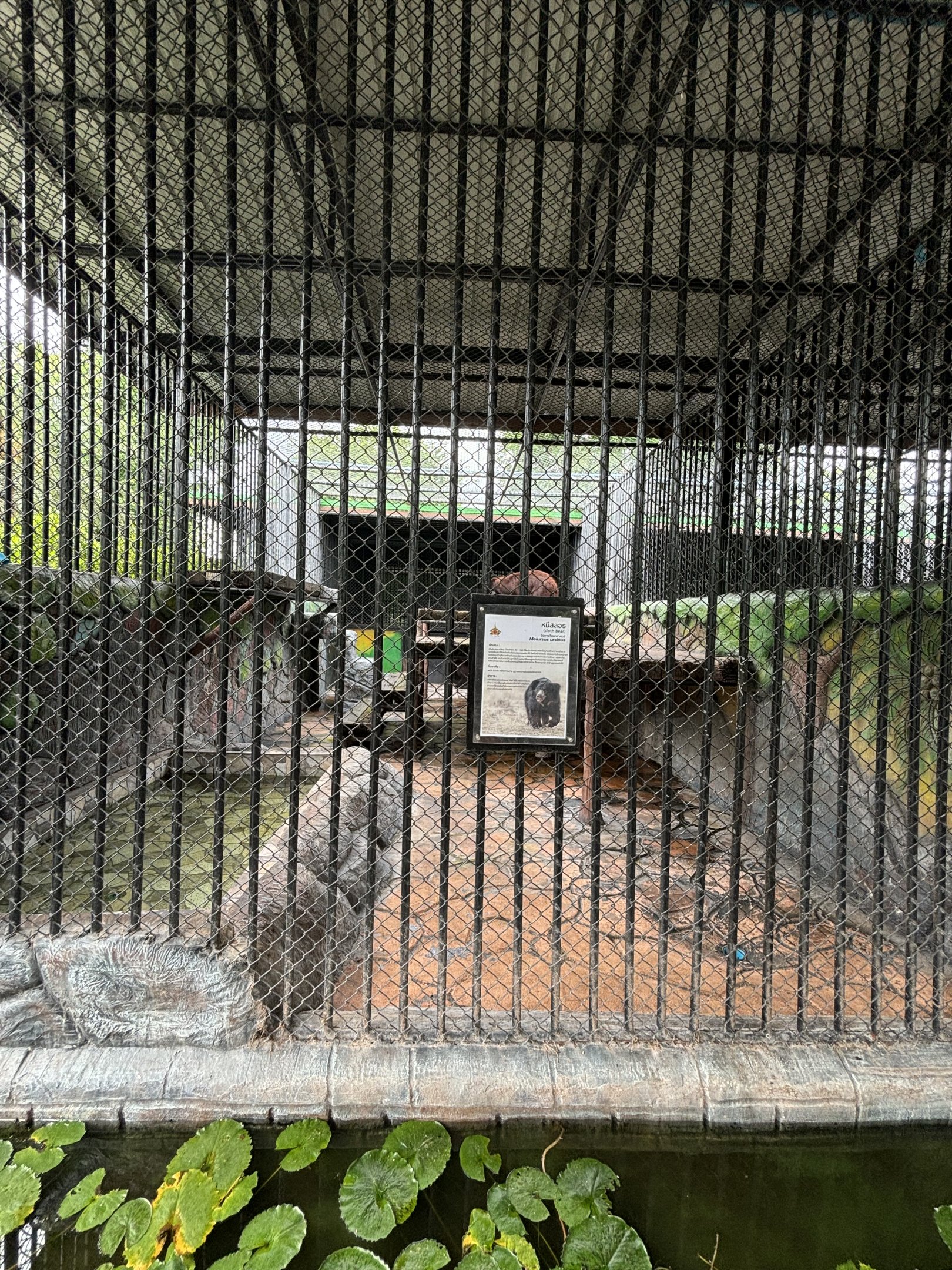 Sloth Bear Exhibit - Lion Park