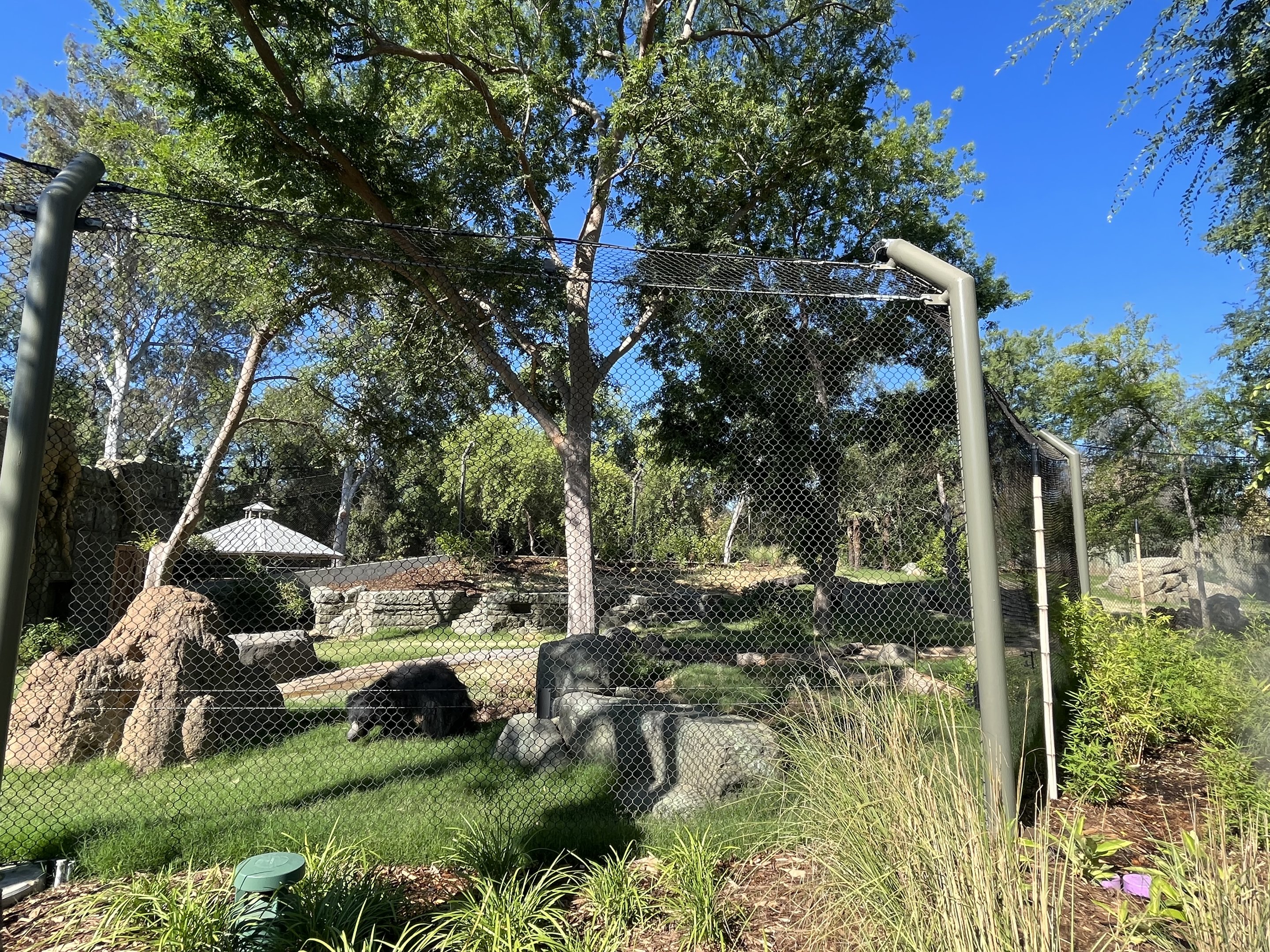Sloth Bear Exhibit - New in 2023