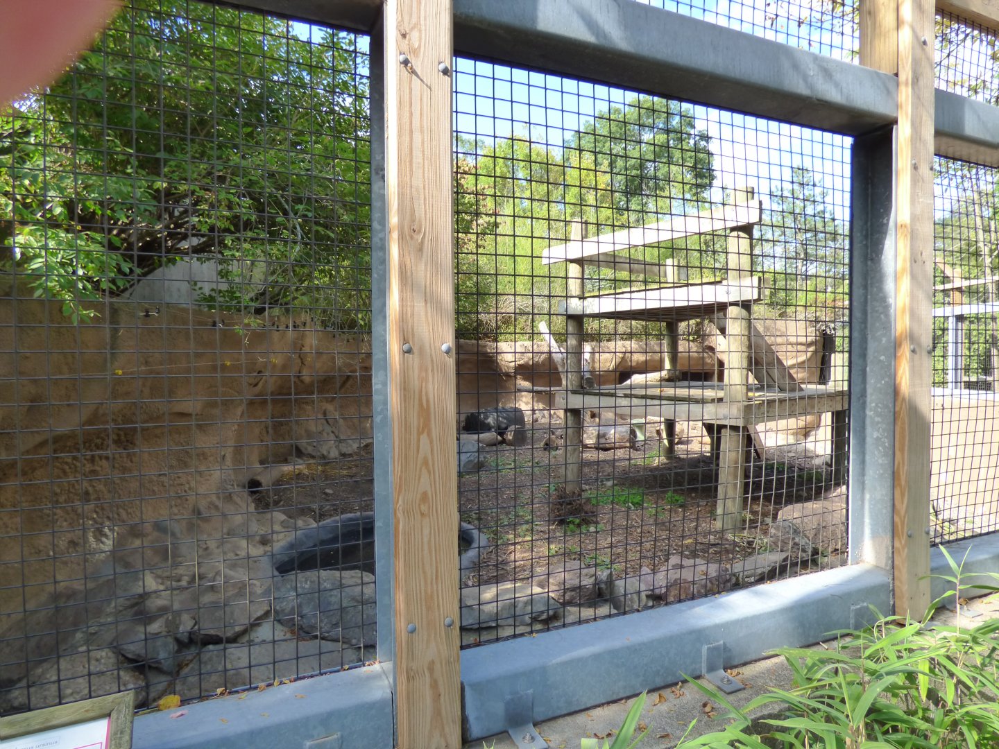 Sloth Bear Exhibit, October 2017