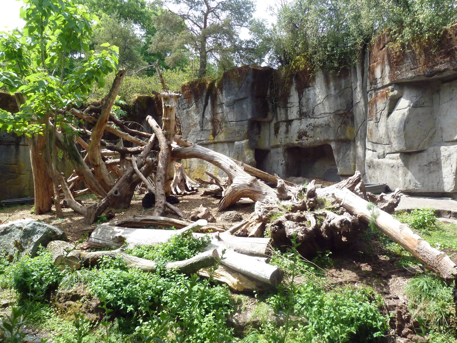 Sloth Bear Exhibit (Temporary)