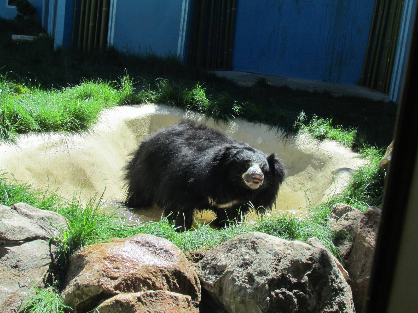 Sloth Bear Exhibit
