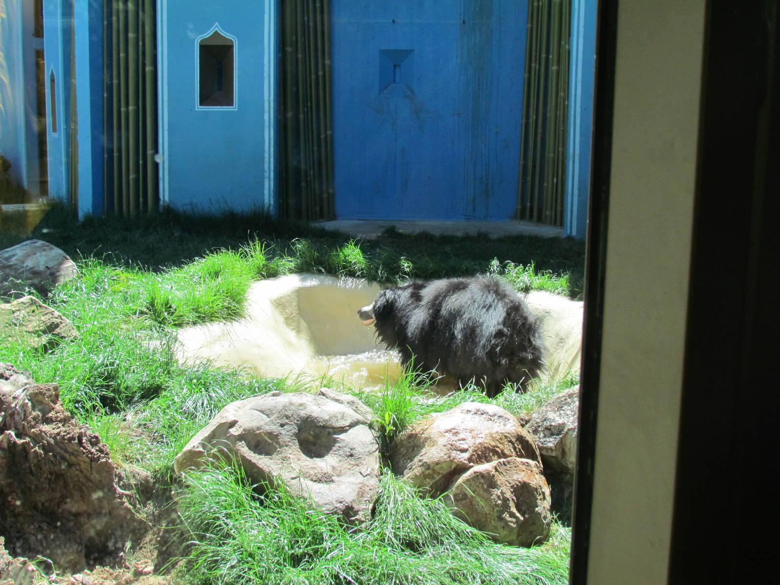 Sloth Bear Exhibit