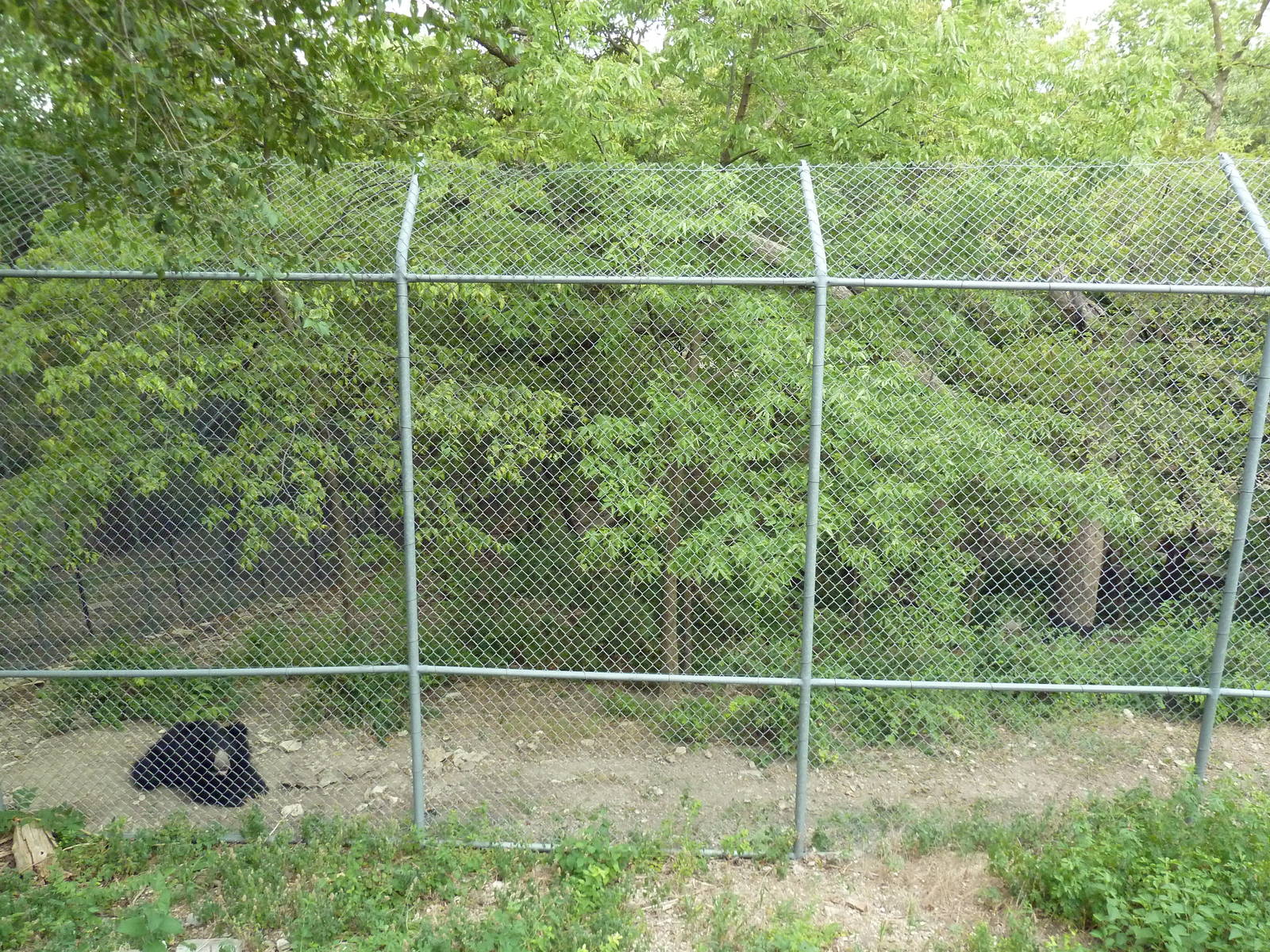 Sloth Bear Exhibit