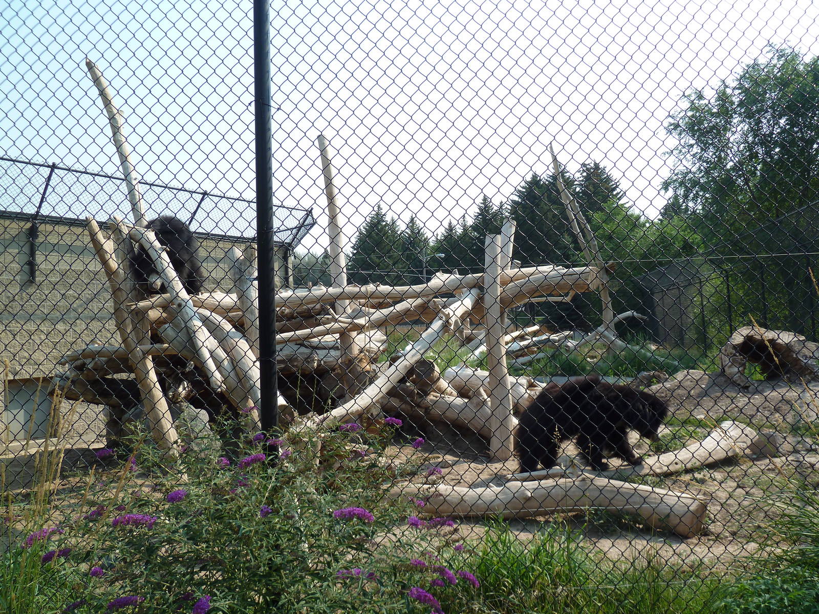Sloth Bear Exhibit