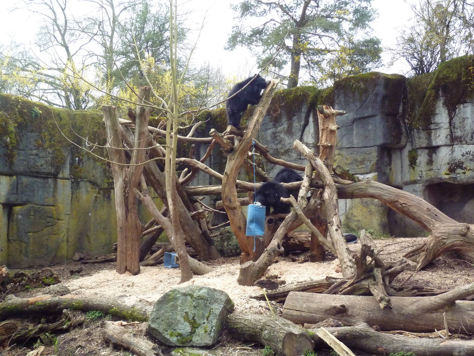 Sloth Bear Exhibit