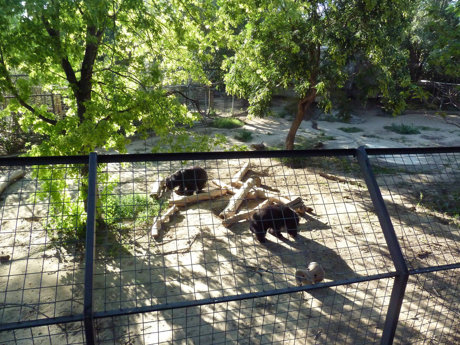 Sloth Bear Exhibit