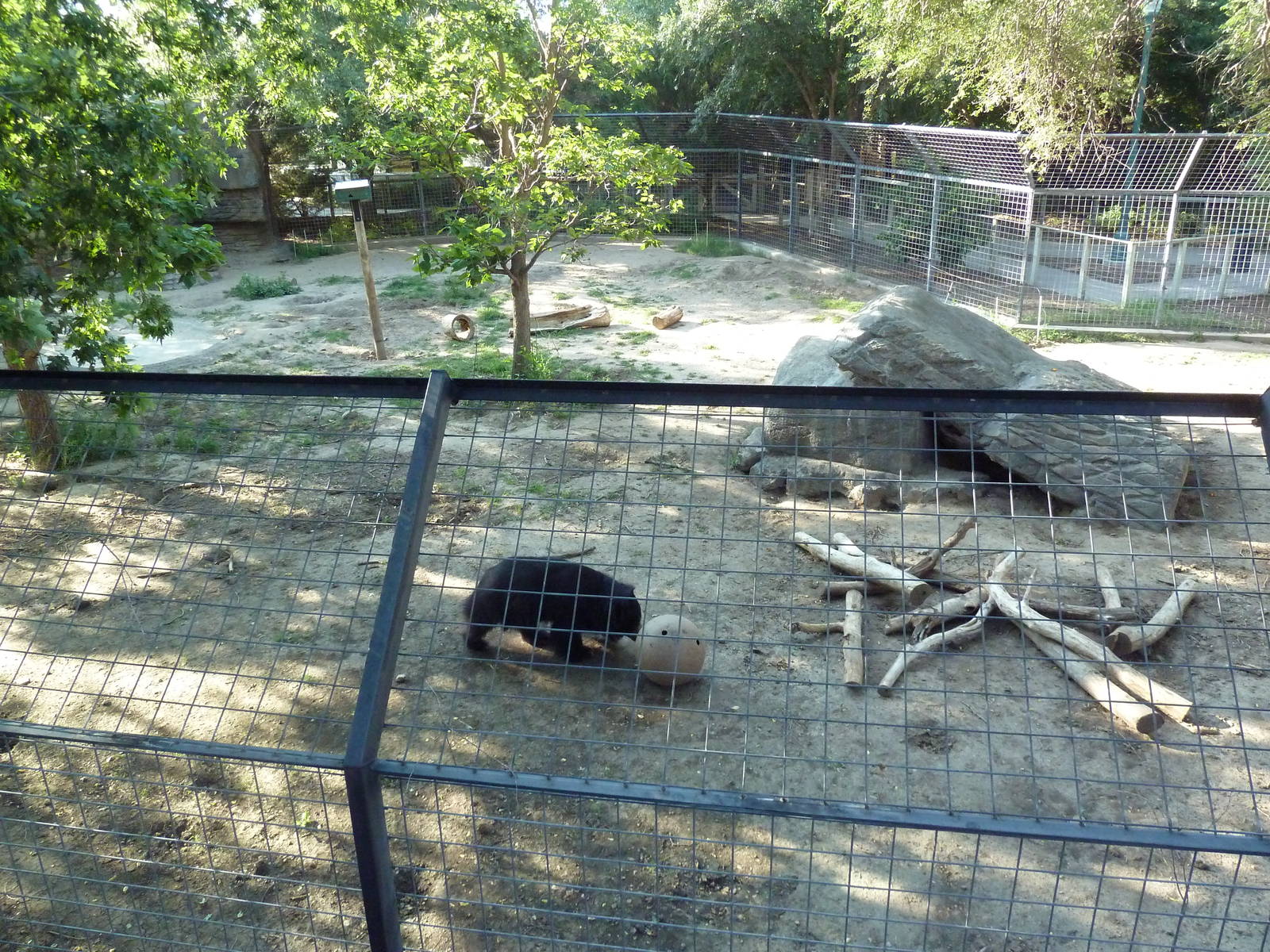 Sloth Bear Exhibit