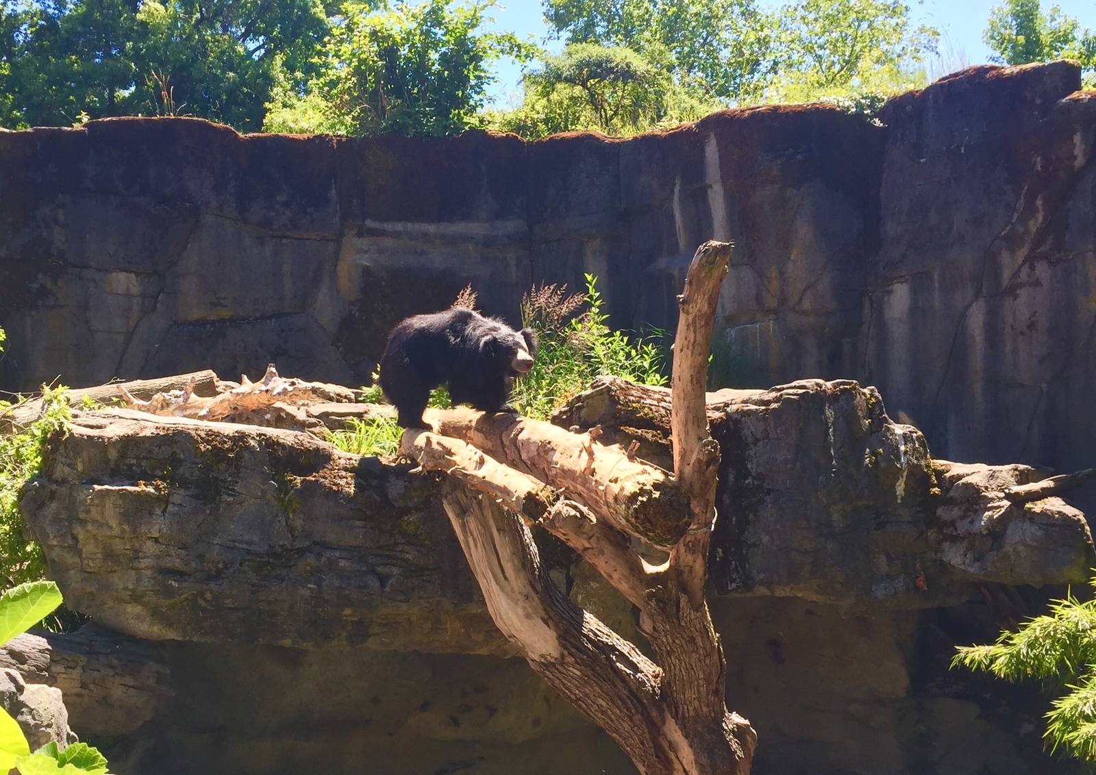Sloth Bear Exhibit