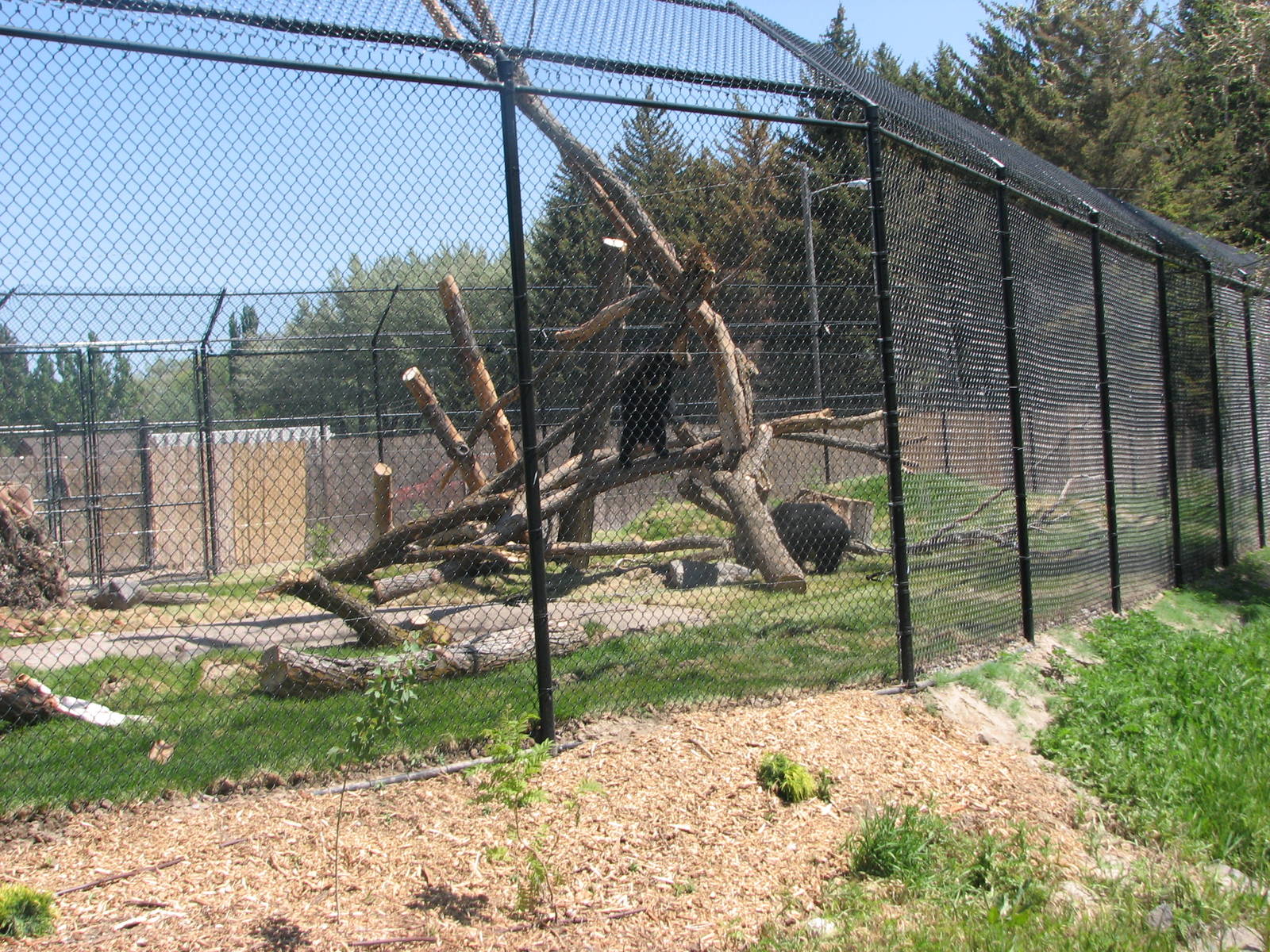 Sloth Bear Exhibit