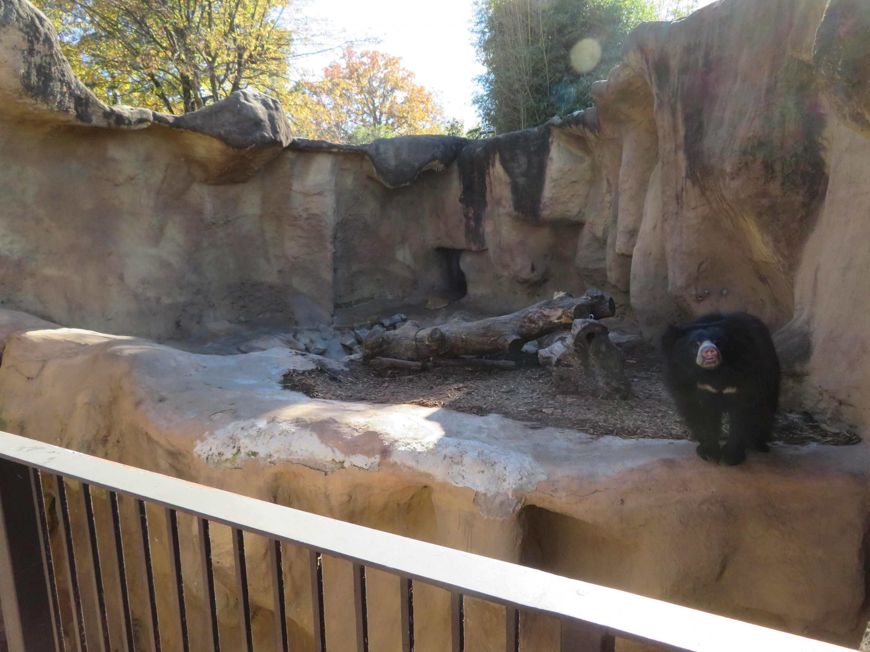 Sloth Bear Exhibit