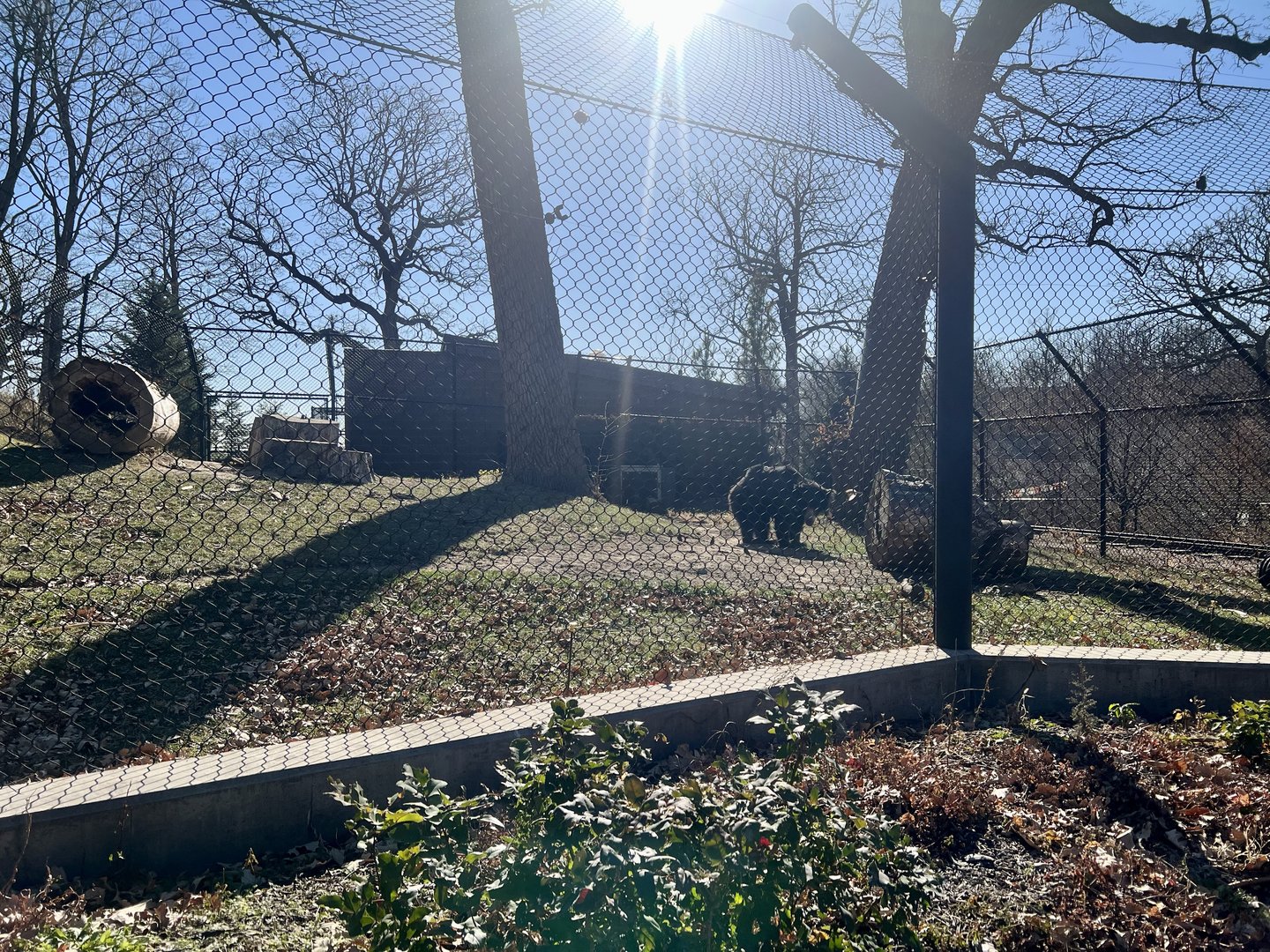 Sloth Bear Exhibit