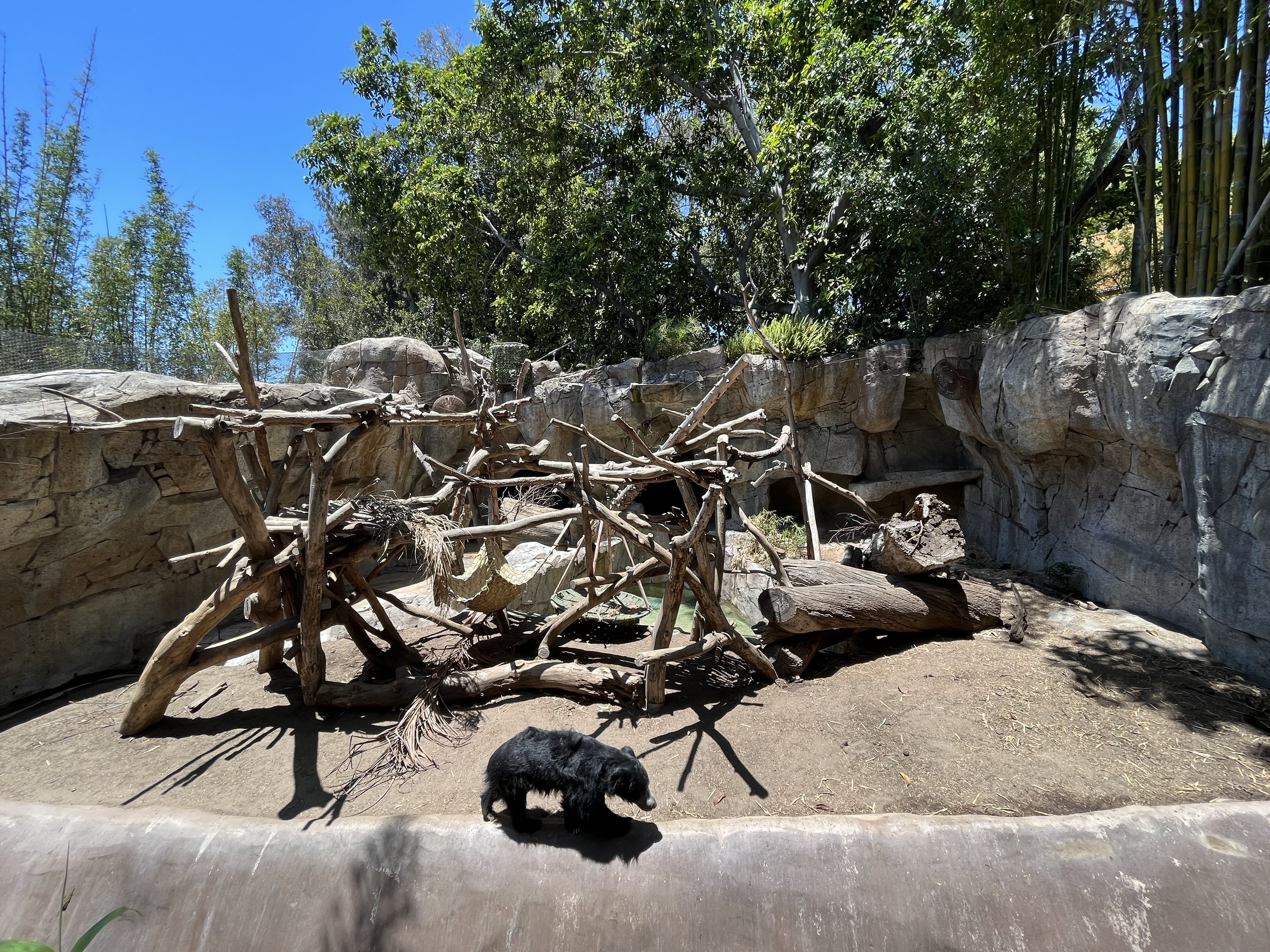 Sloth Bear Exhibit