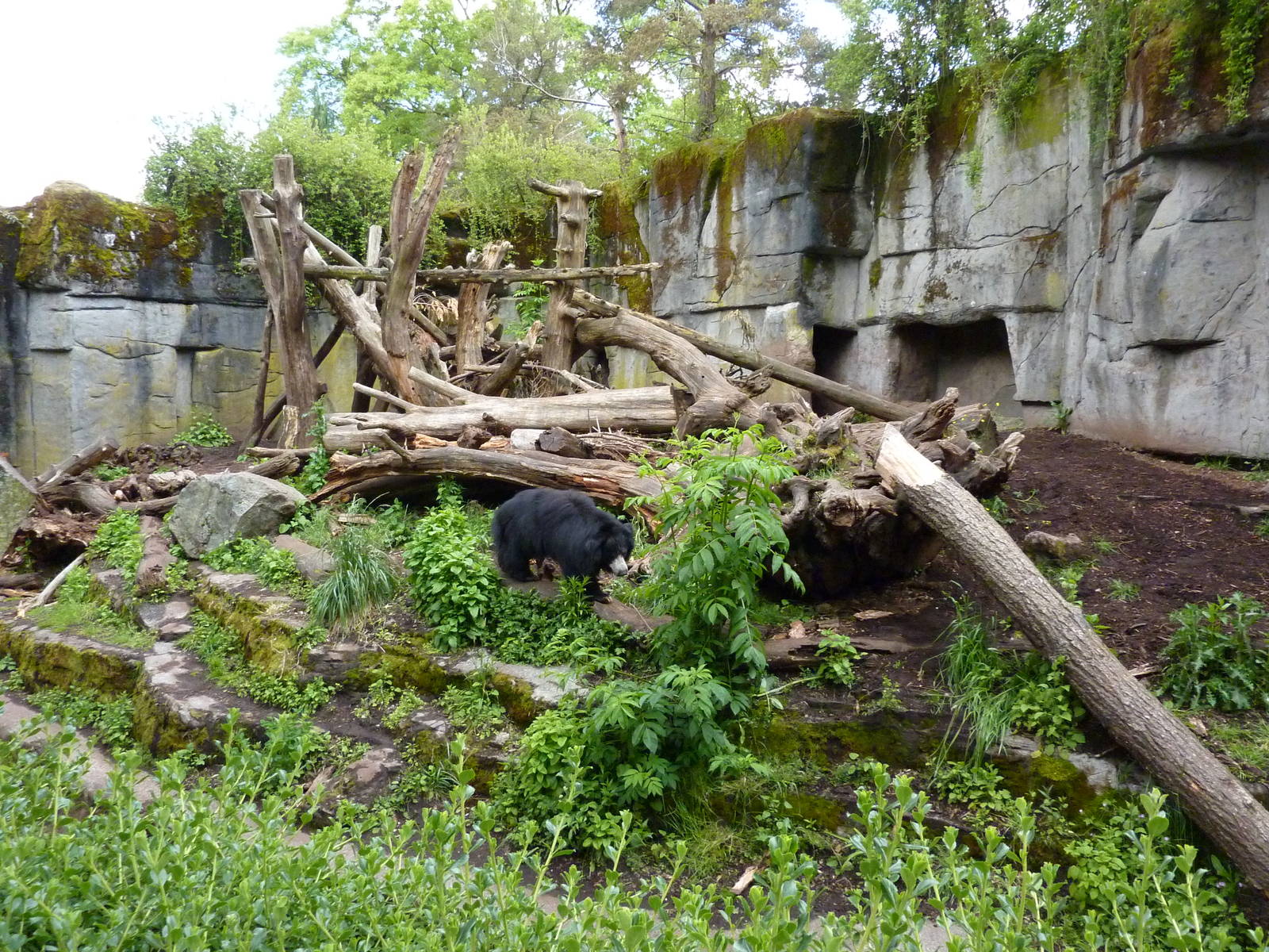 Sloth Bear Exhibit
