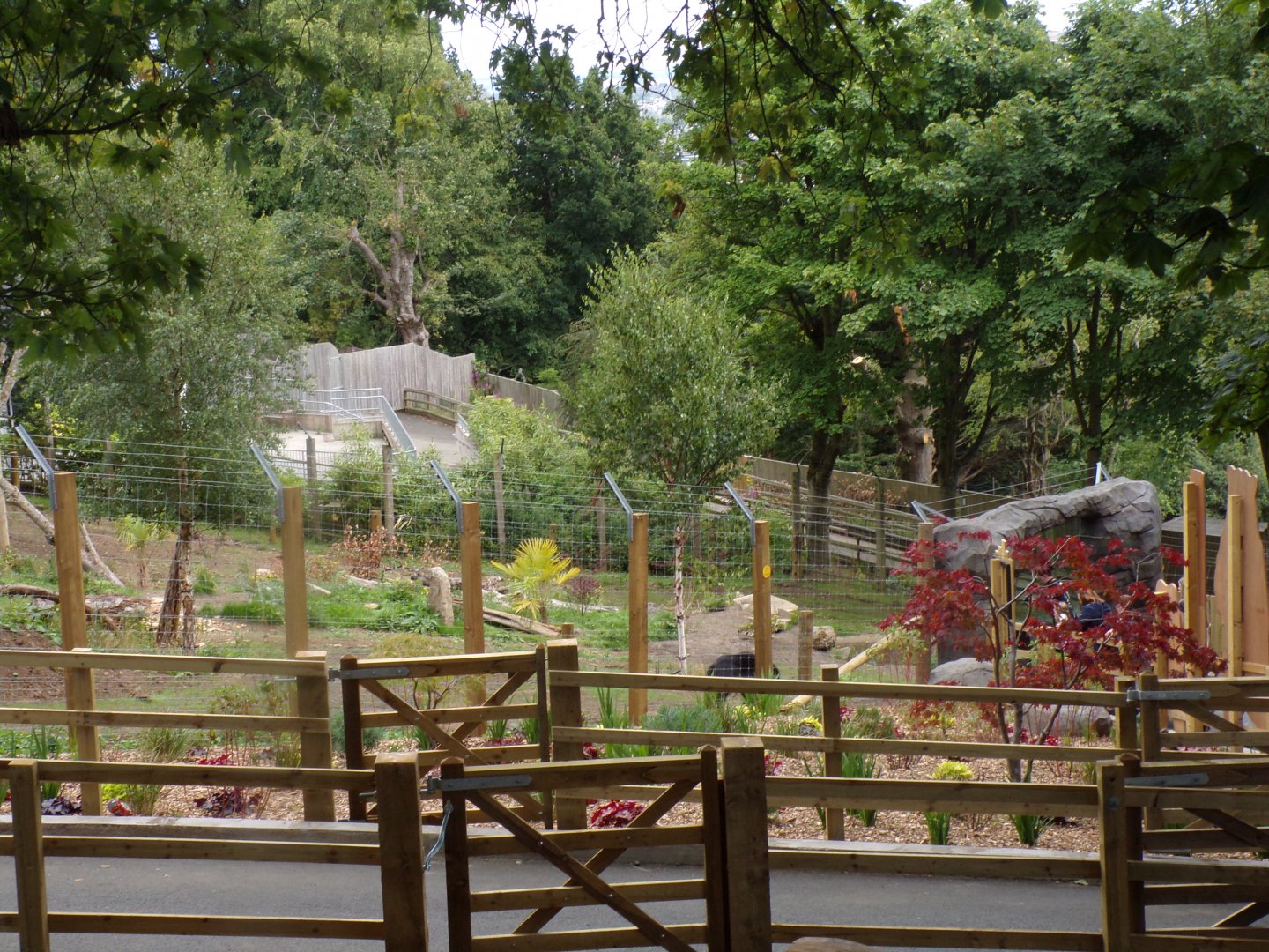 Sloth bear exlporing new enclosure 18.7.25