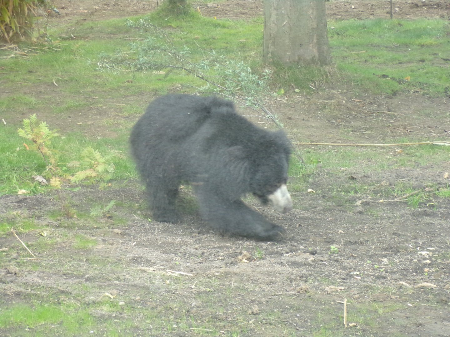 Sloth bear exploring 18.7.25