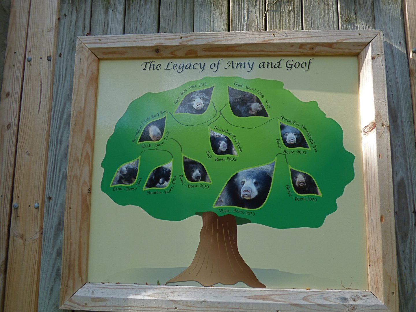 Sloth Bear Family Tree