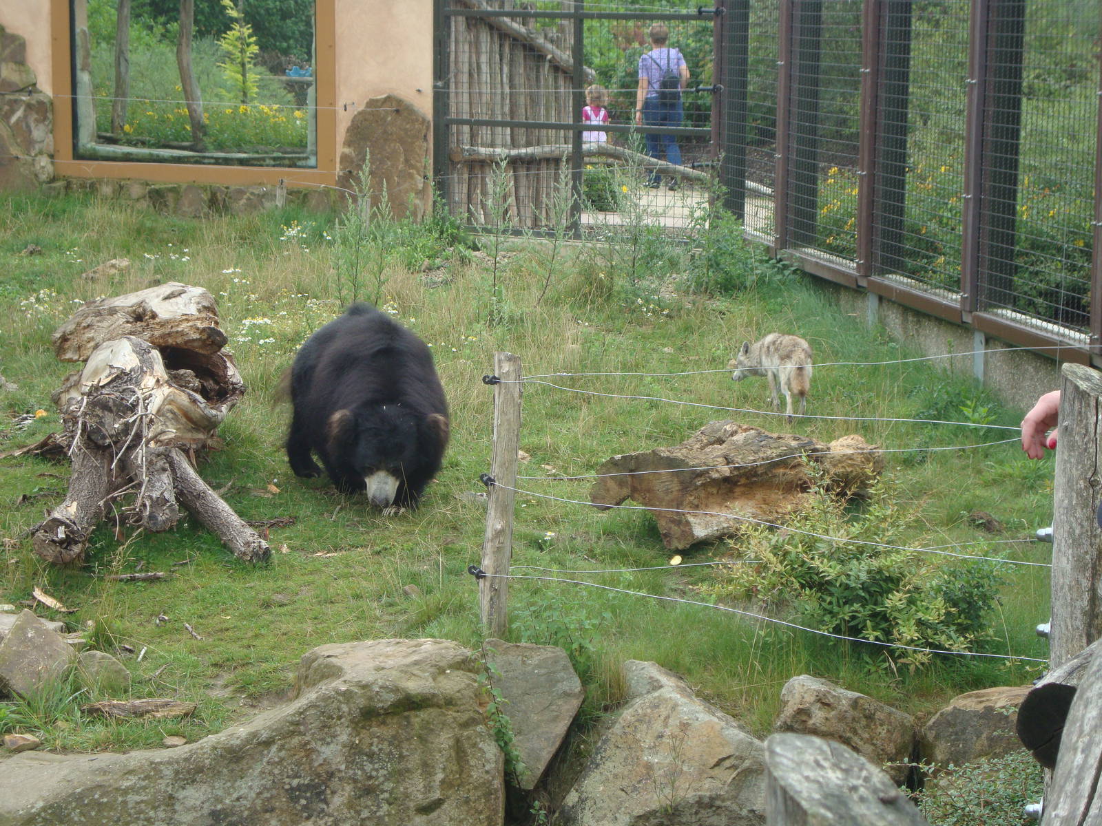 Sloth bear/Golden jackal