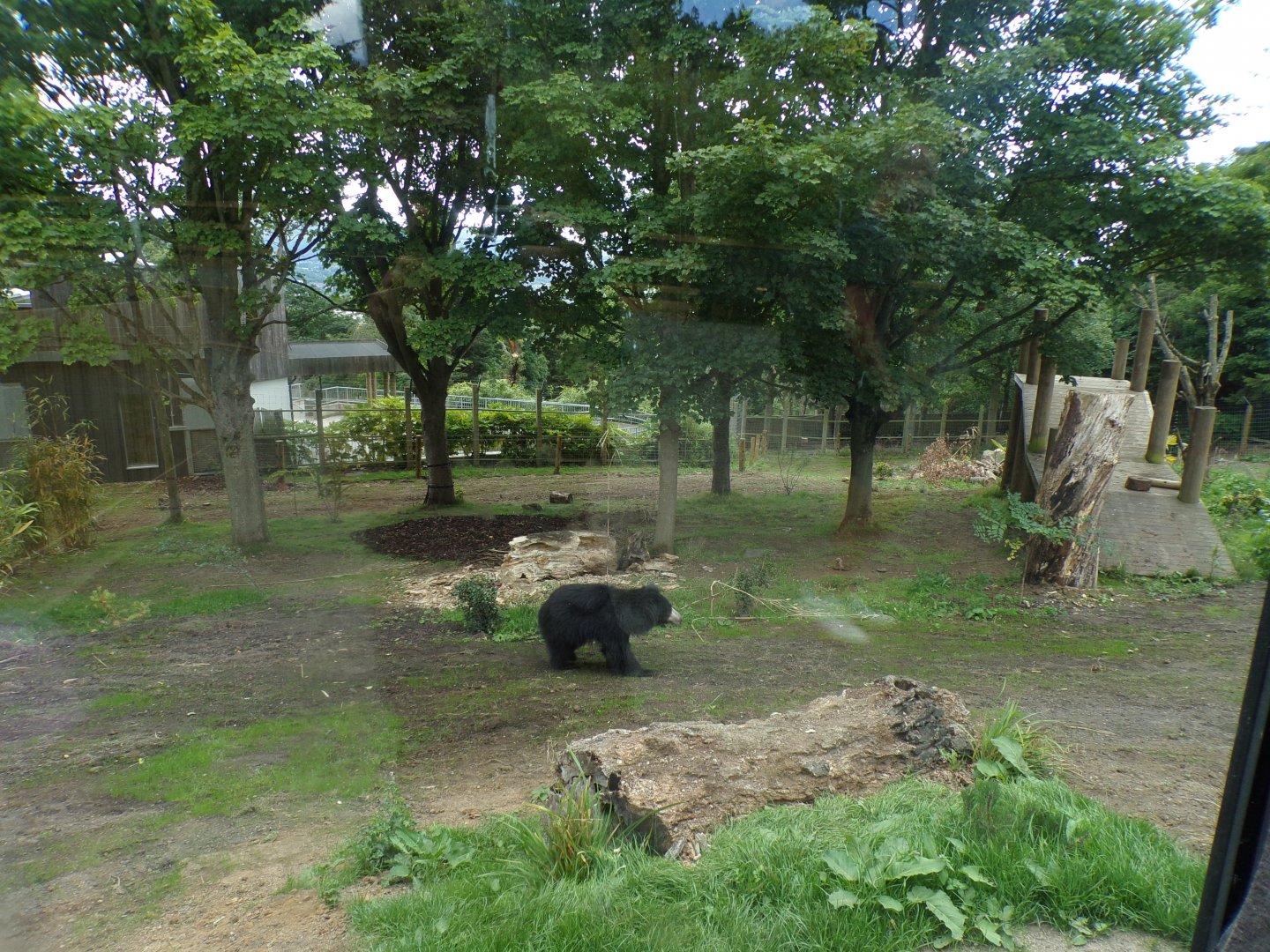 Sloth bear in new enclosure 18.7.25