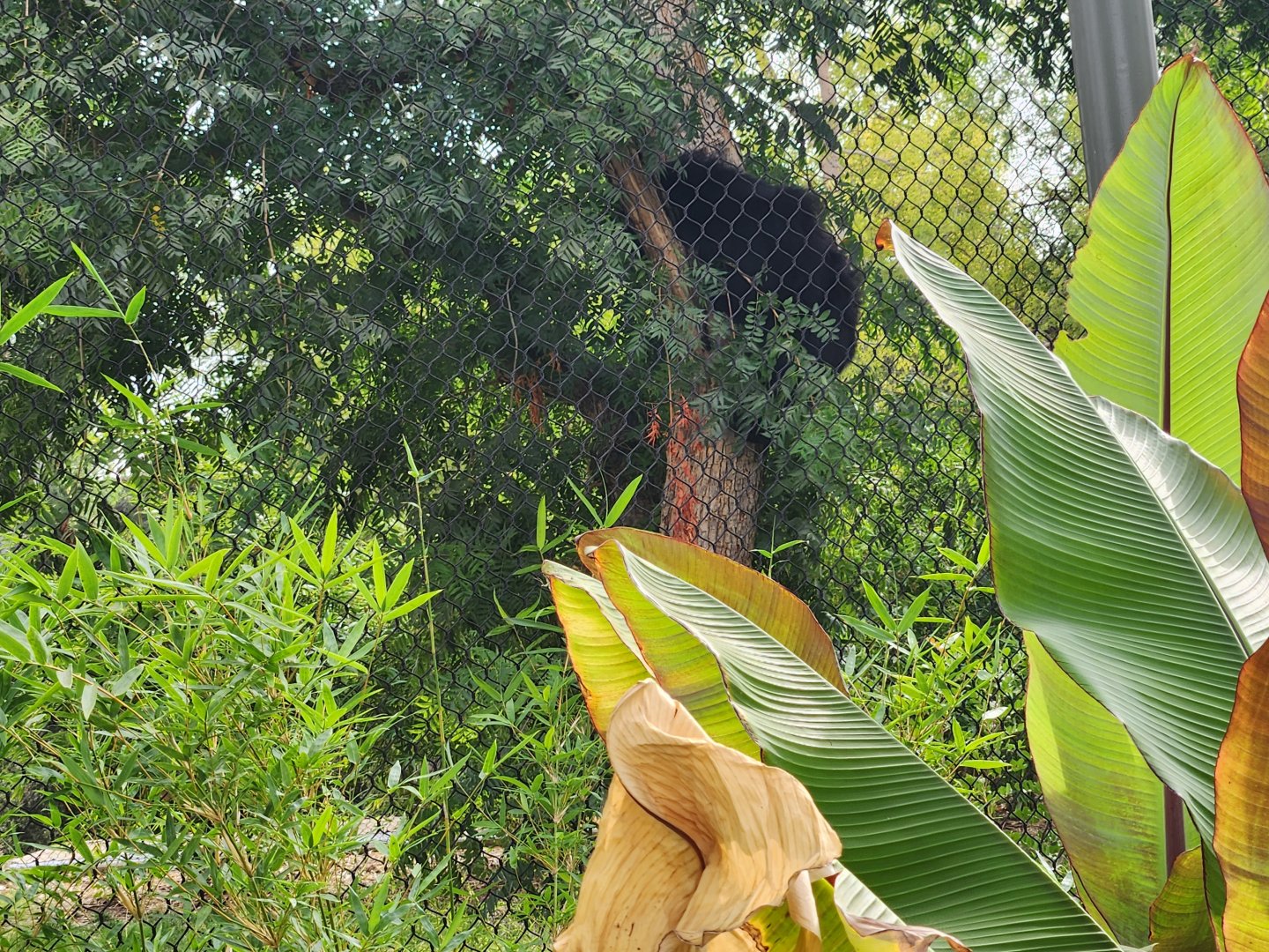 Sloth bear in tree