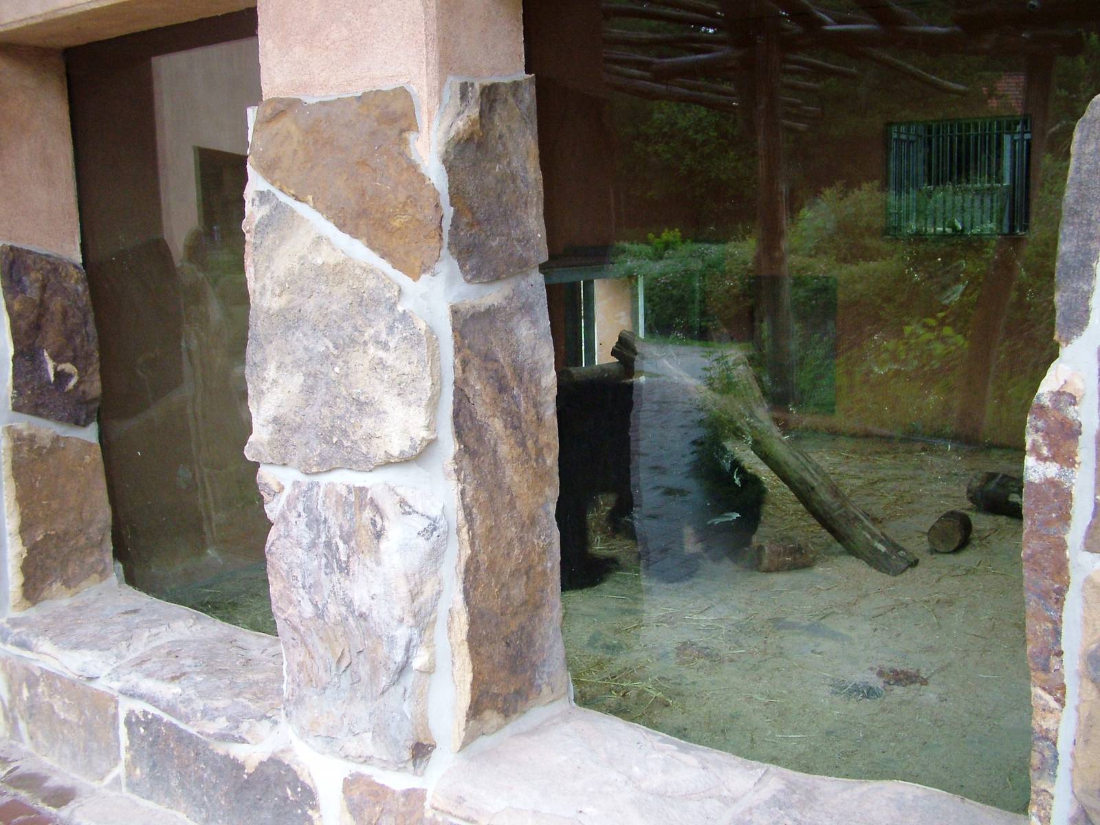 Sloth Bear Indoor Viewing at Rheine, 03/06/12