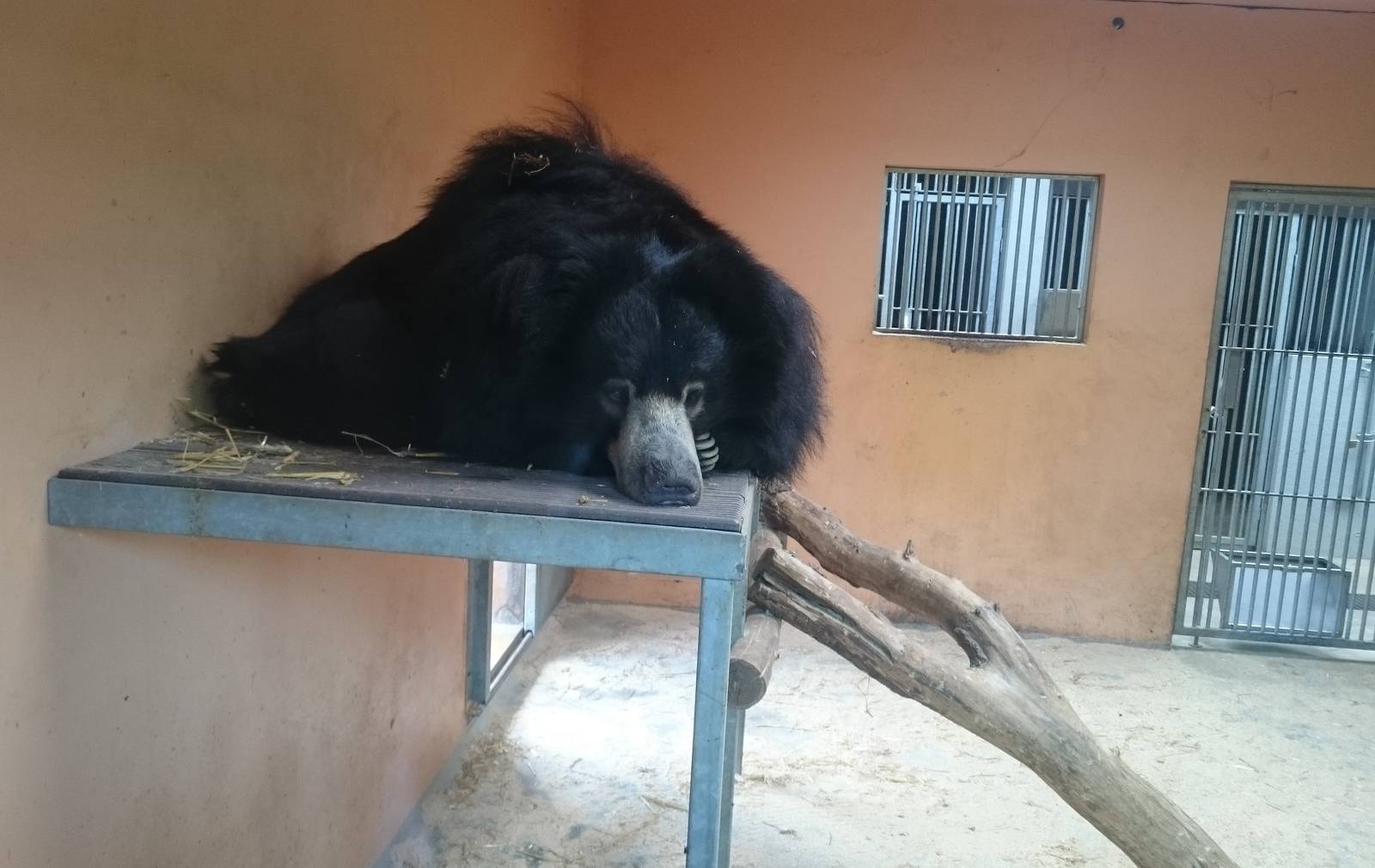 Sloth bear indoors