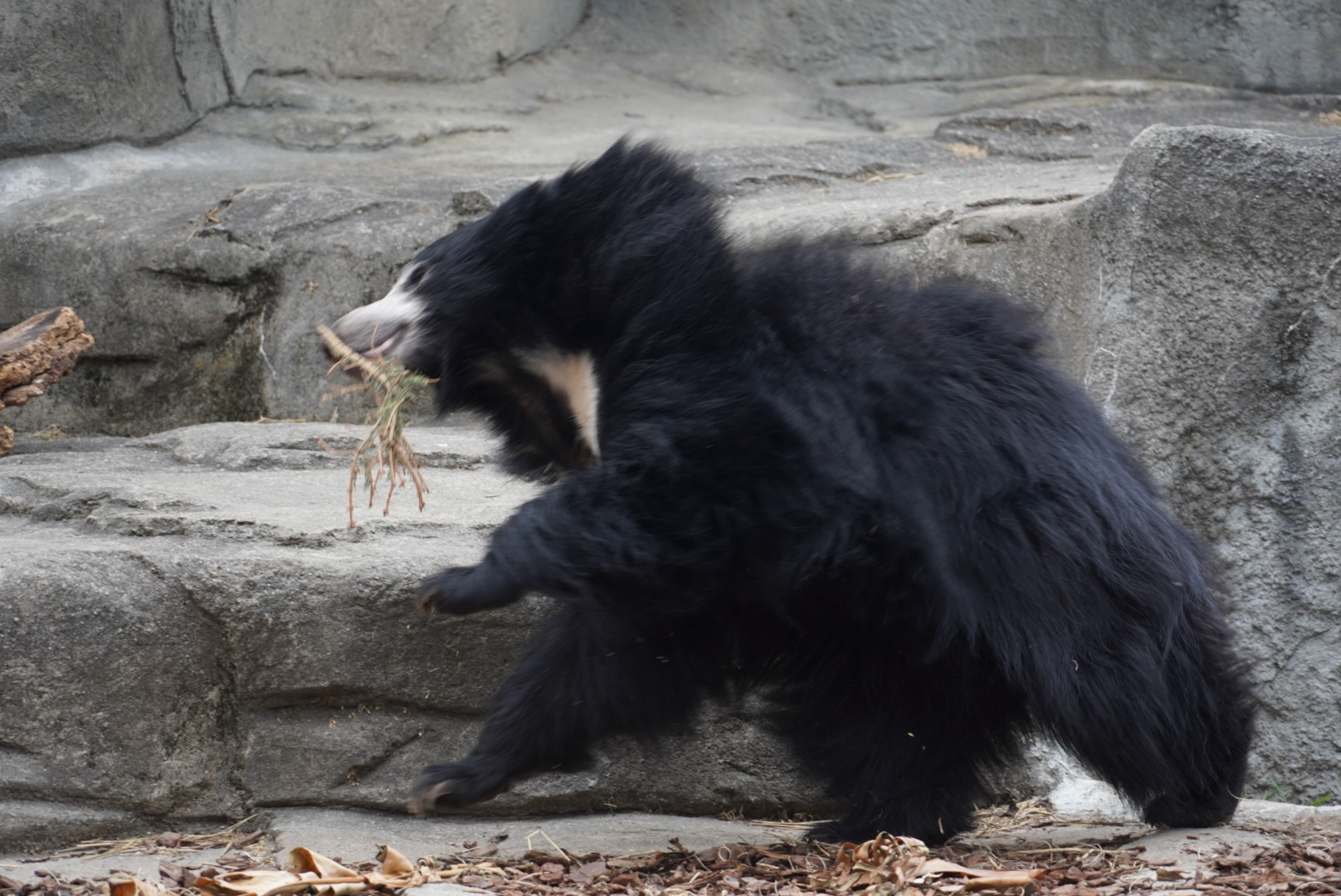 Sloth Bear “Jagger”