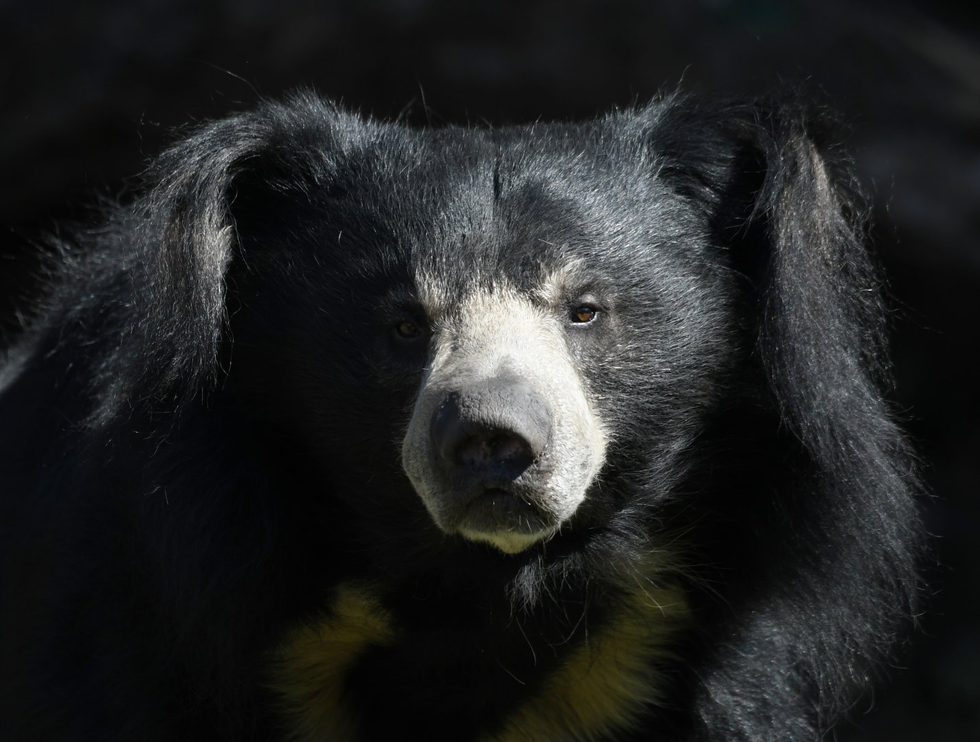 Sloth bear, Kartik