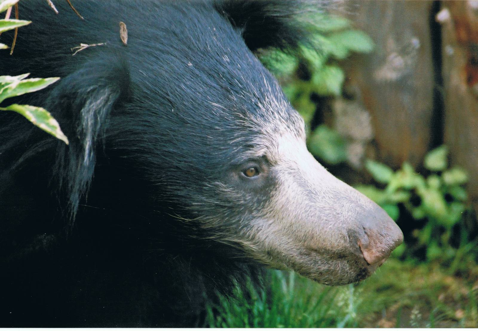 Sloth Bear @ London; 18.10.2004