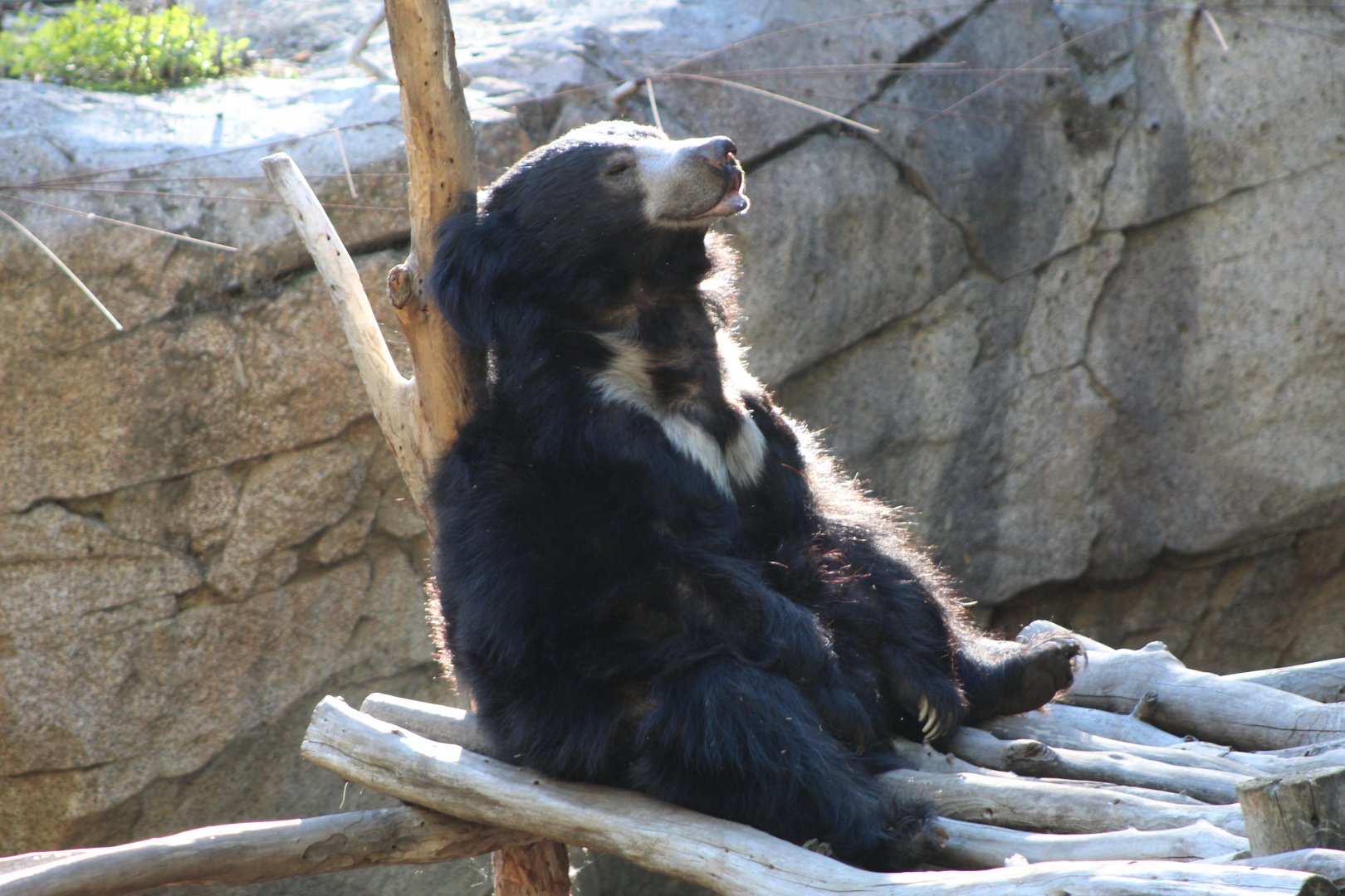Sloth Bear Lounging in the Sun