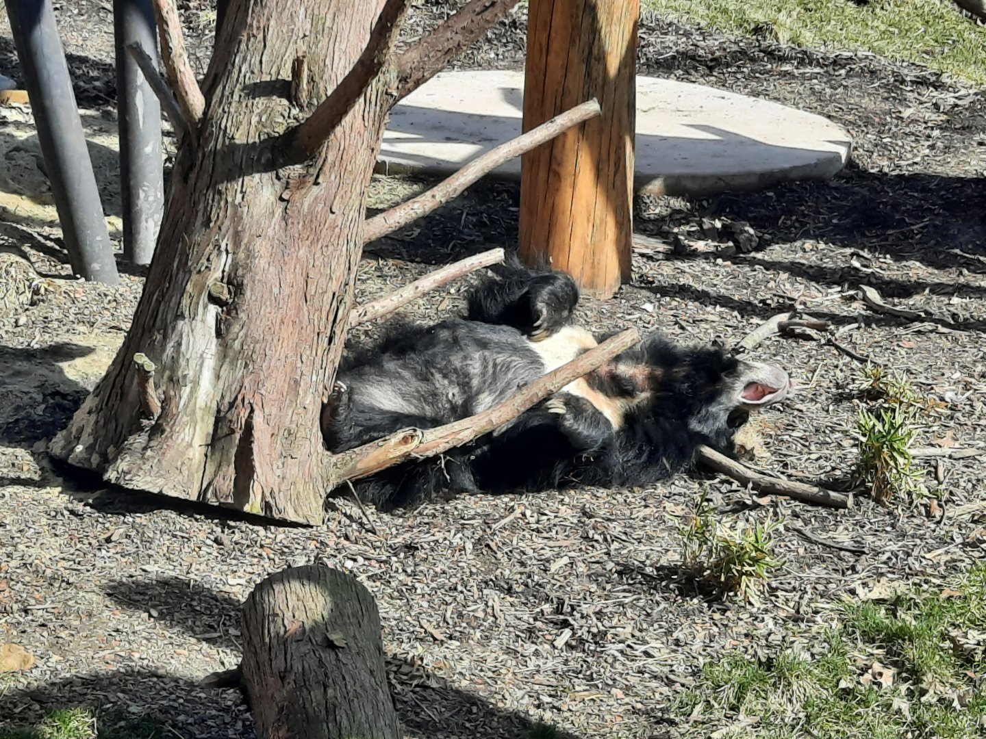 Sloth Bear lounging in the sun