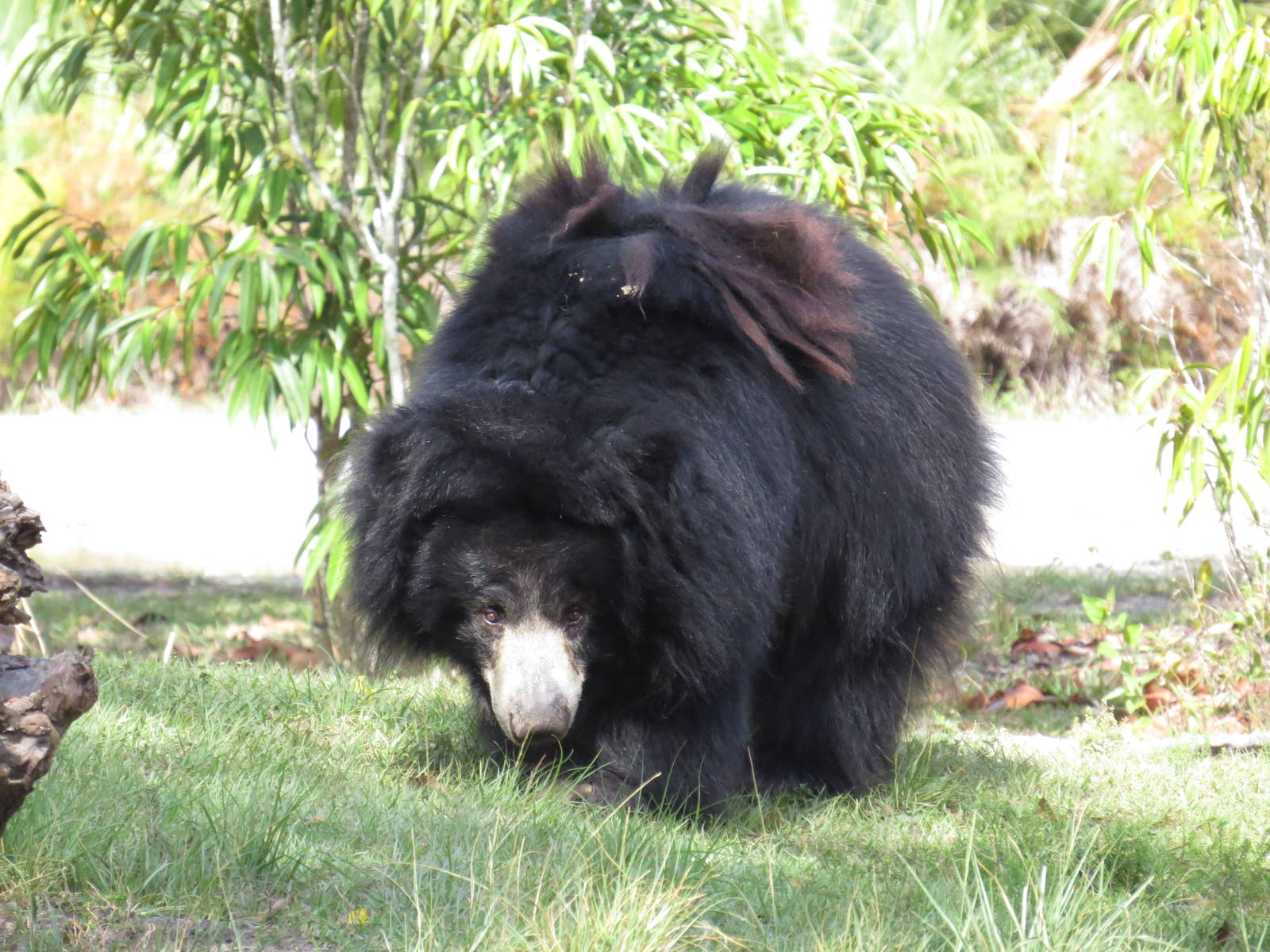 Sloth bear, March 2015