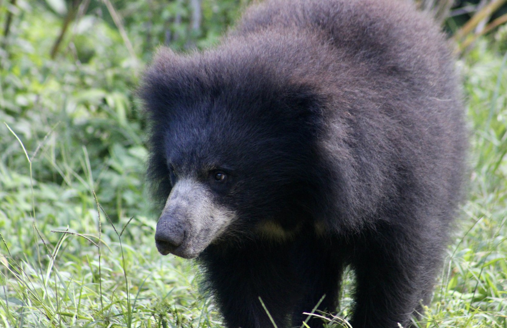 Sloth Bear (Melursus ursinus) cub