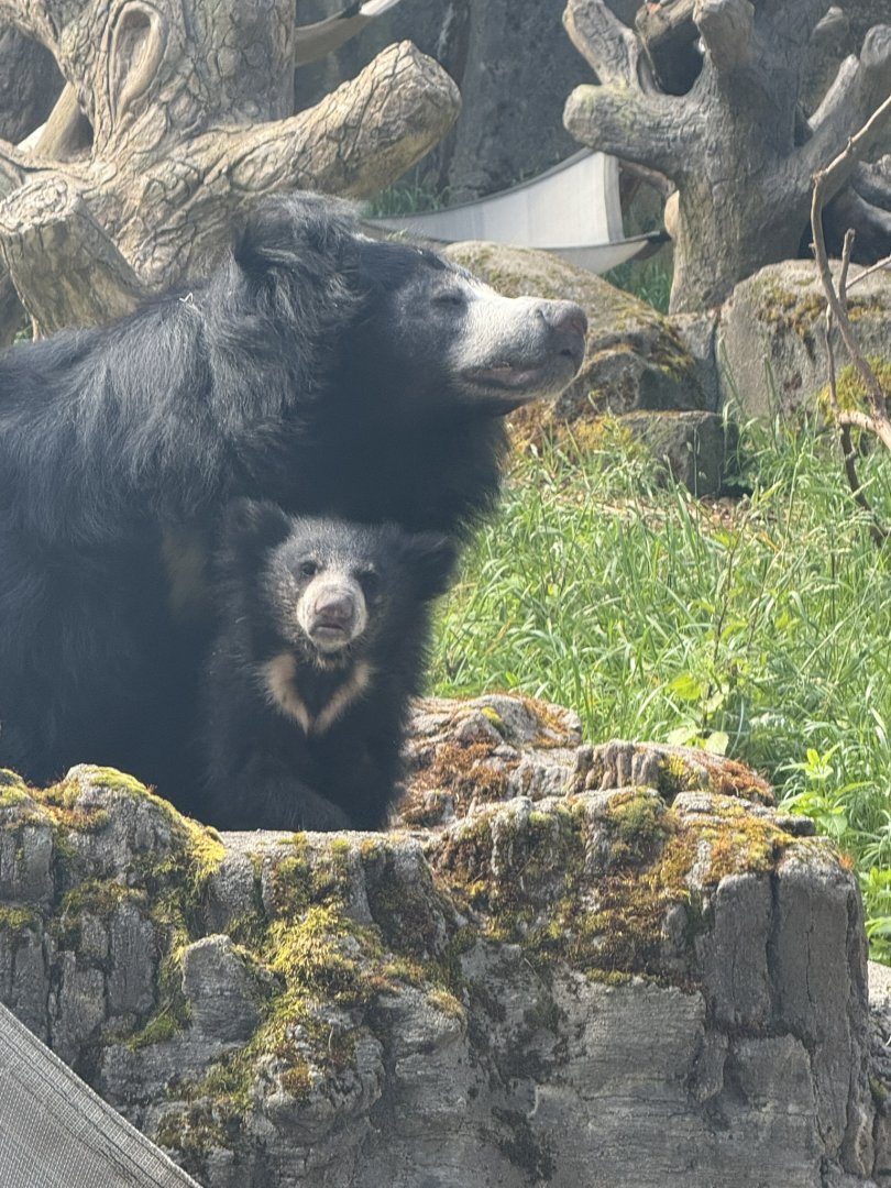 Sloth Bear (Melursus ursinus) - Kushali & Bowie