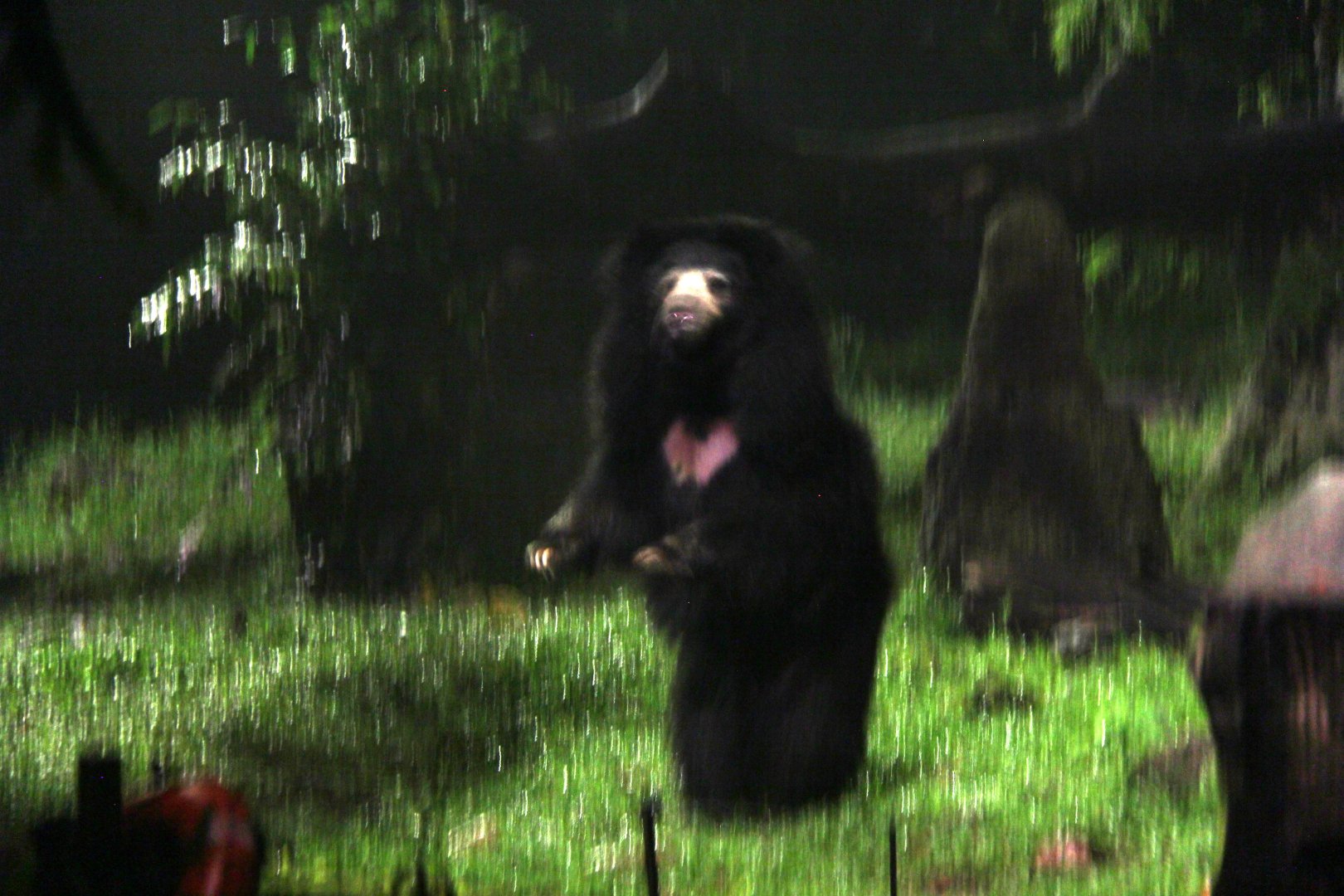 sloth bear (Melursus ursinus)